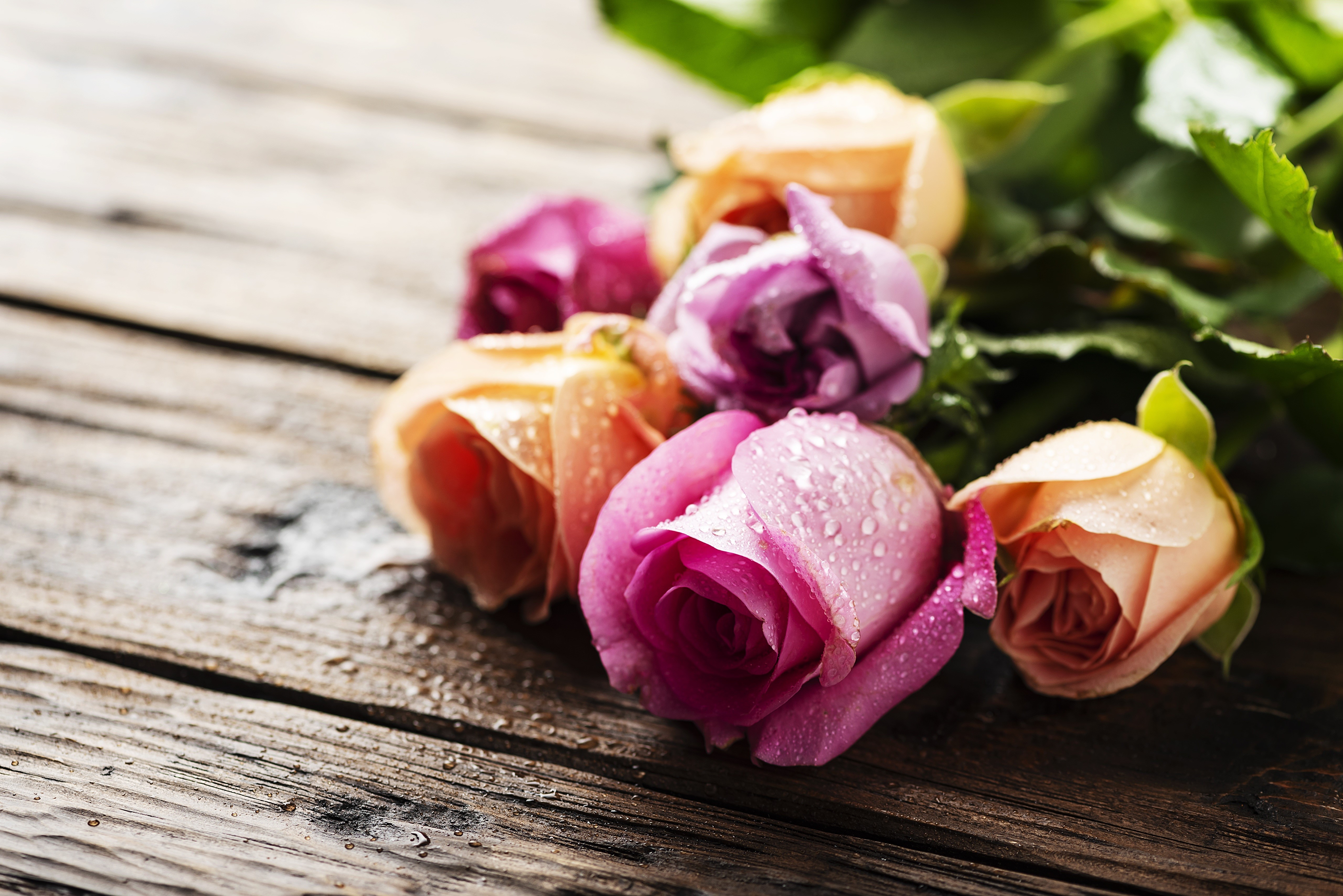 Roses with water drops on wooden planks HD Wallpaper