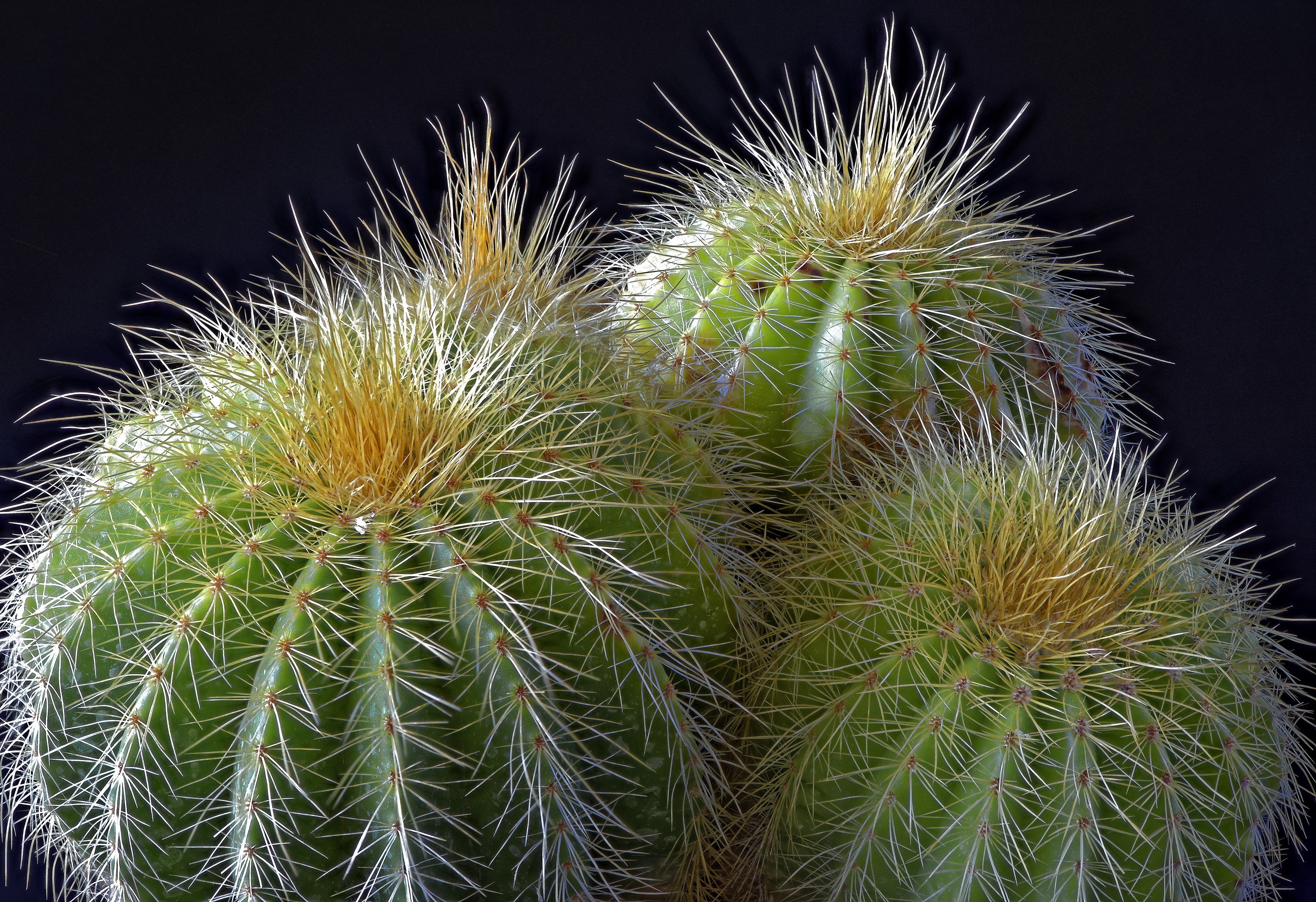 Three barrel cacti with sharp spines and yellow tops HD Wallpaper