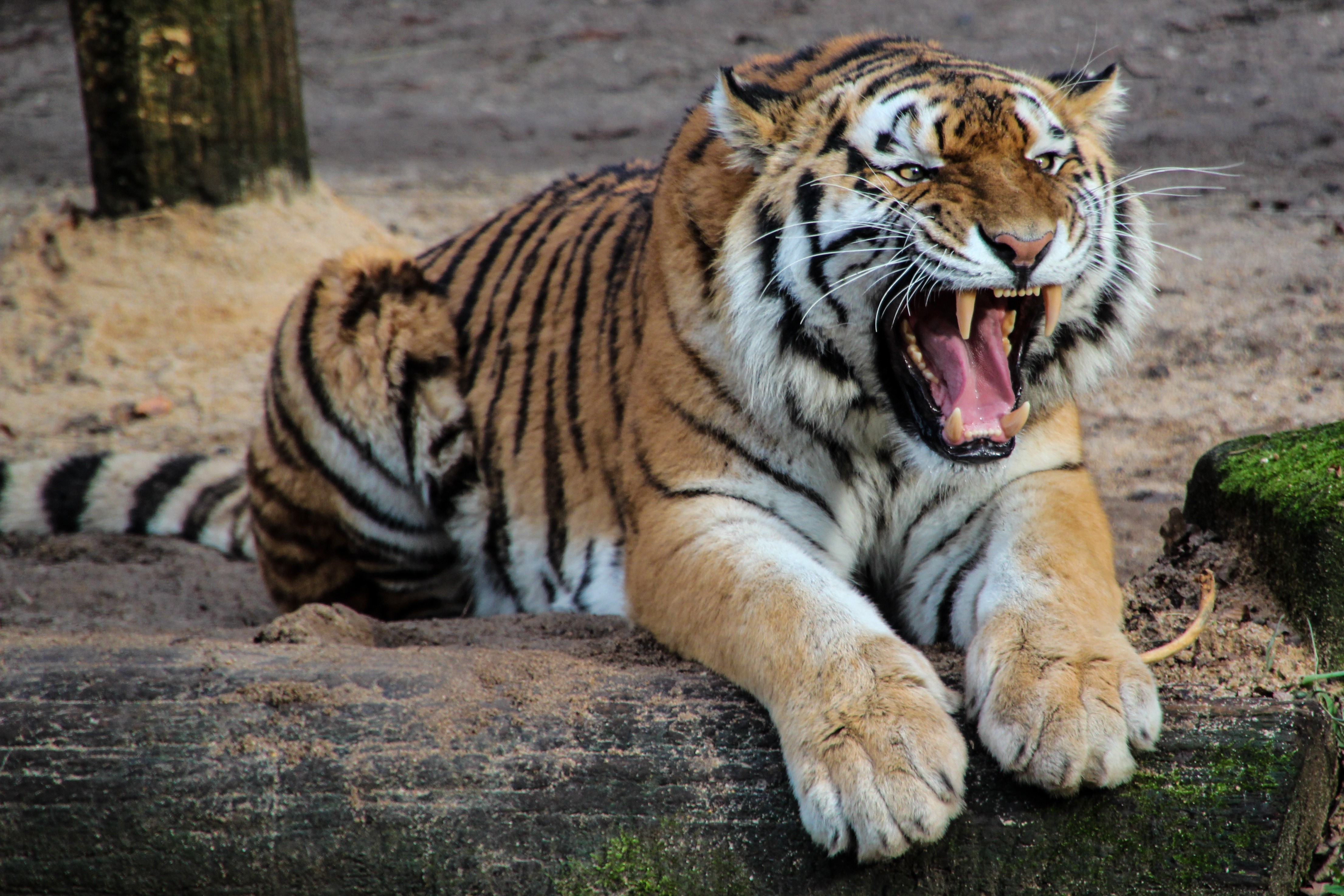 Tiger Roaring on a Log HD Wallpaper