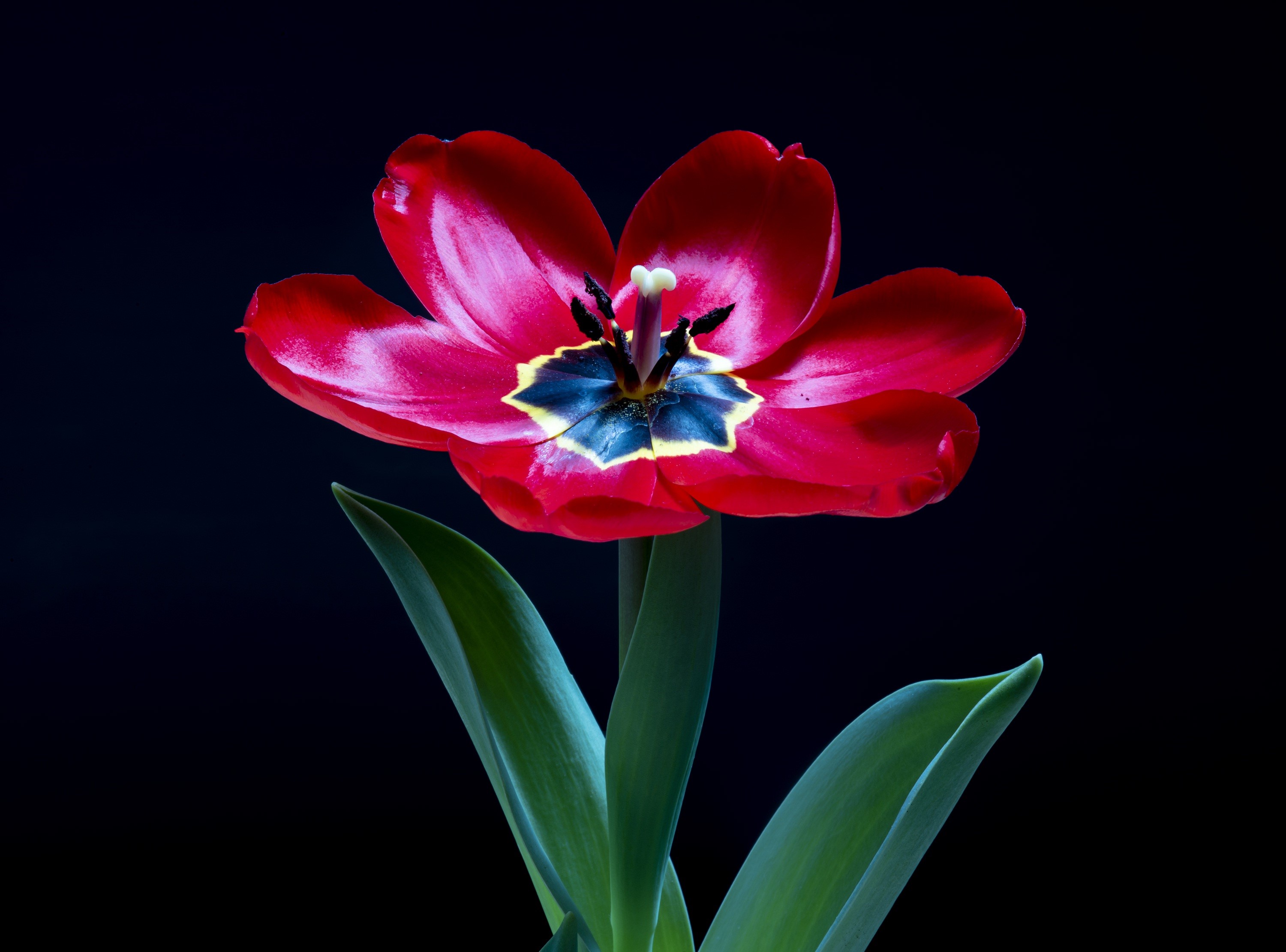 Red tulip with black center and green leaves HD Wallpaper