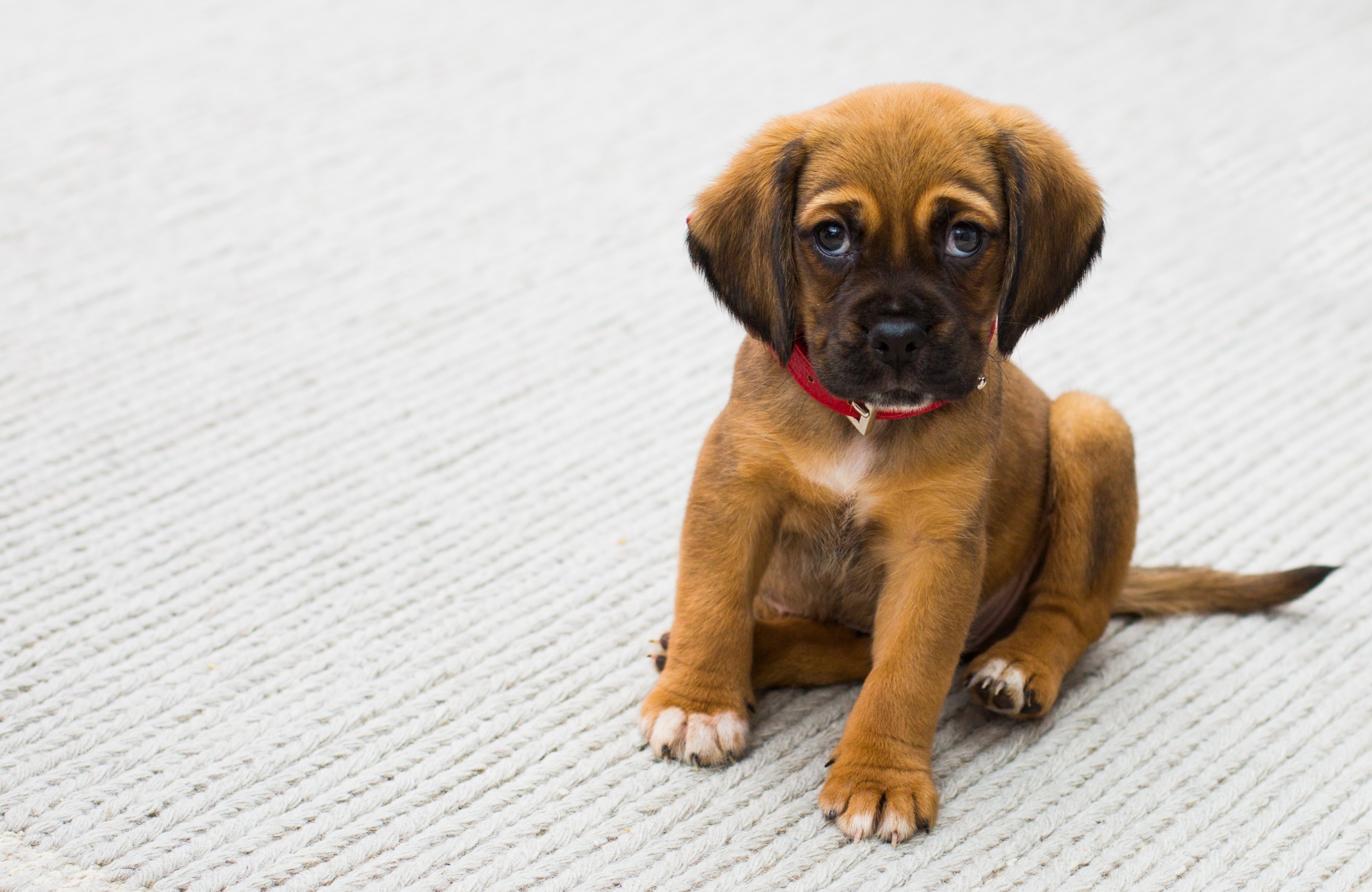 Brown puppy with red collar sitting on a rug HD Wallpaper