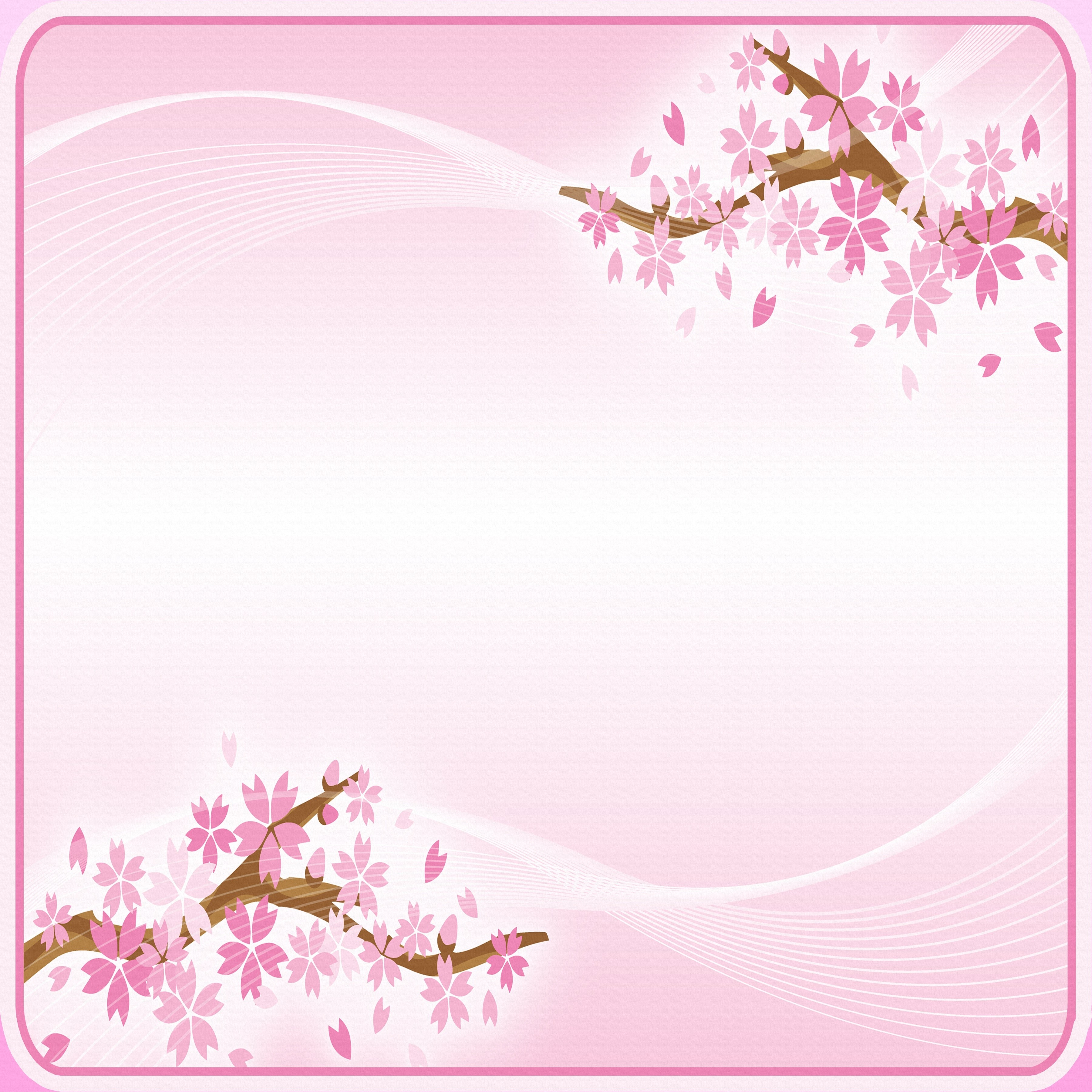 Pink Sakura Blossoms on Tree Branches HD Wallpaper