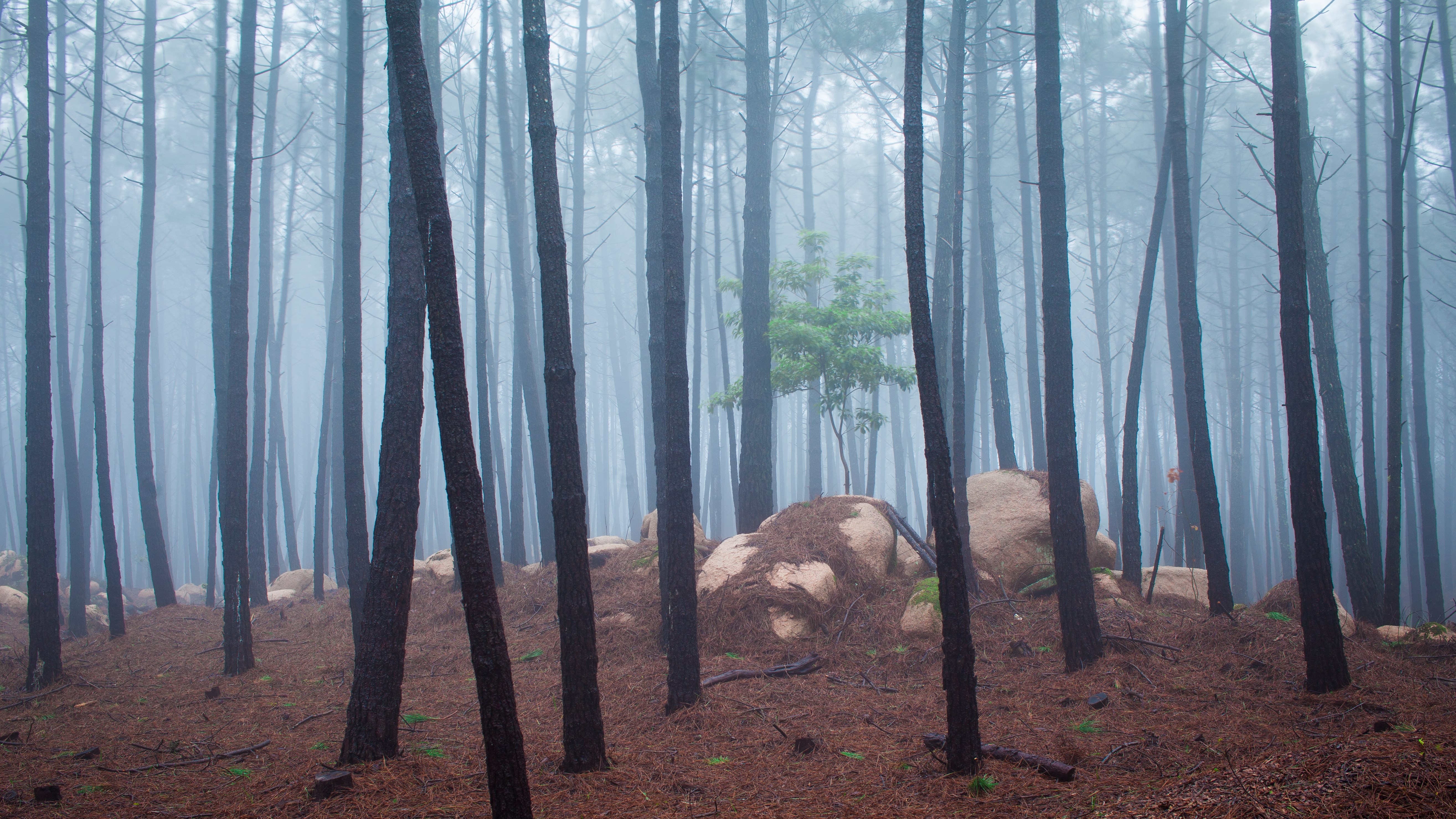 Misty forest with tall trees and large rocks HD Wallpaper