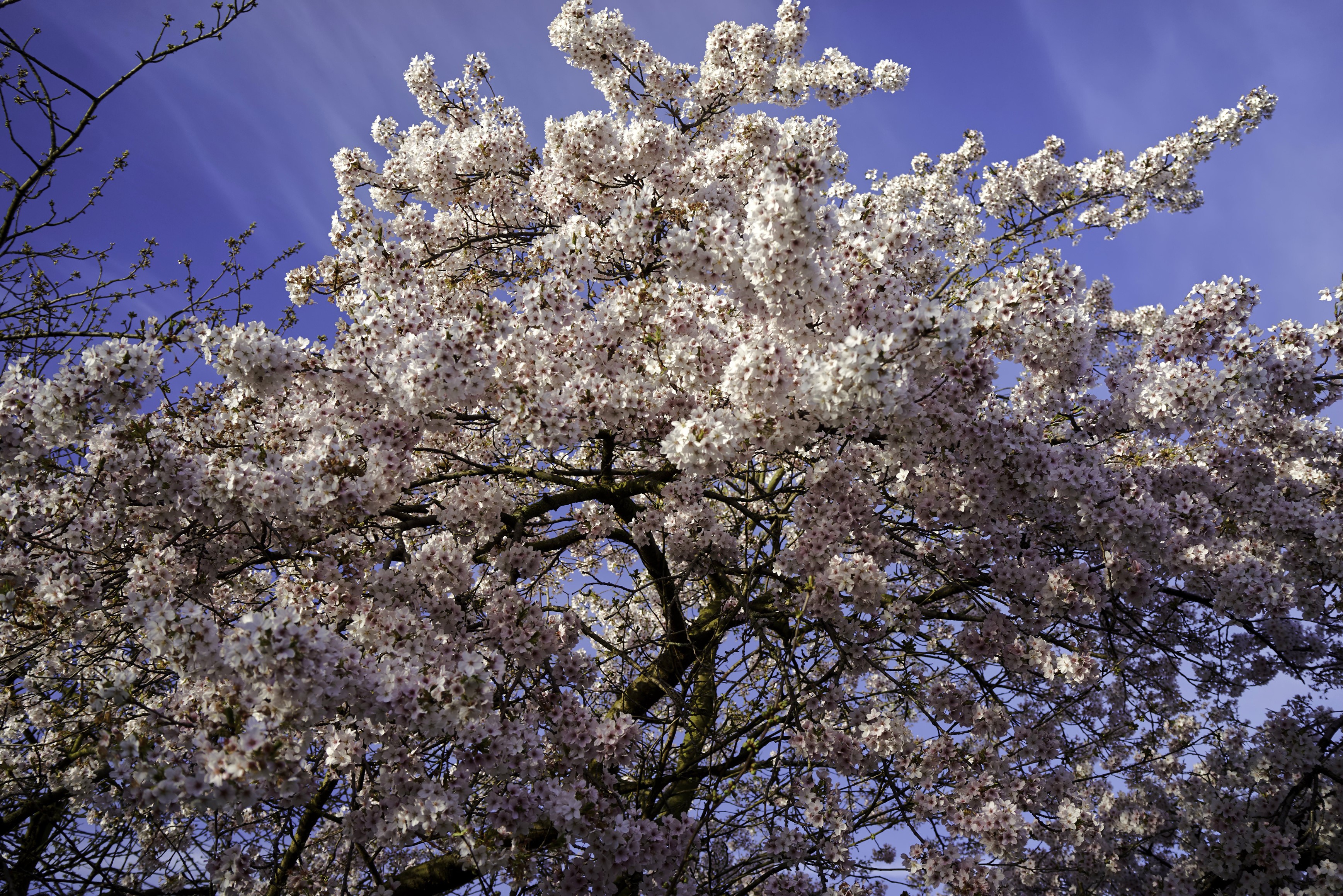 Cherry blossoms against a blue sky HD Wallpaper