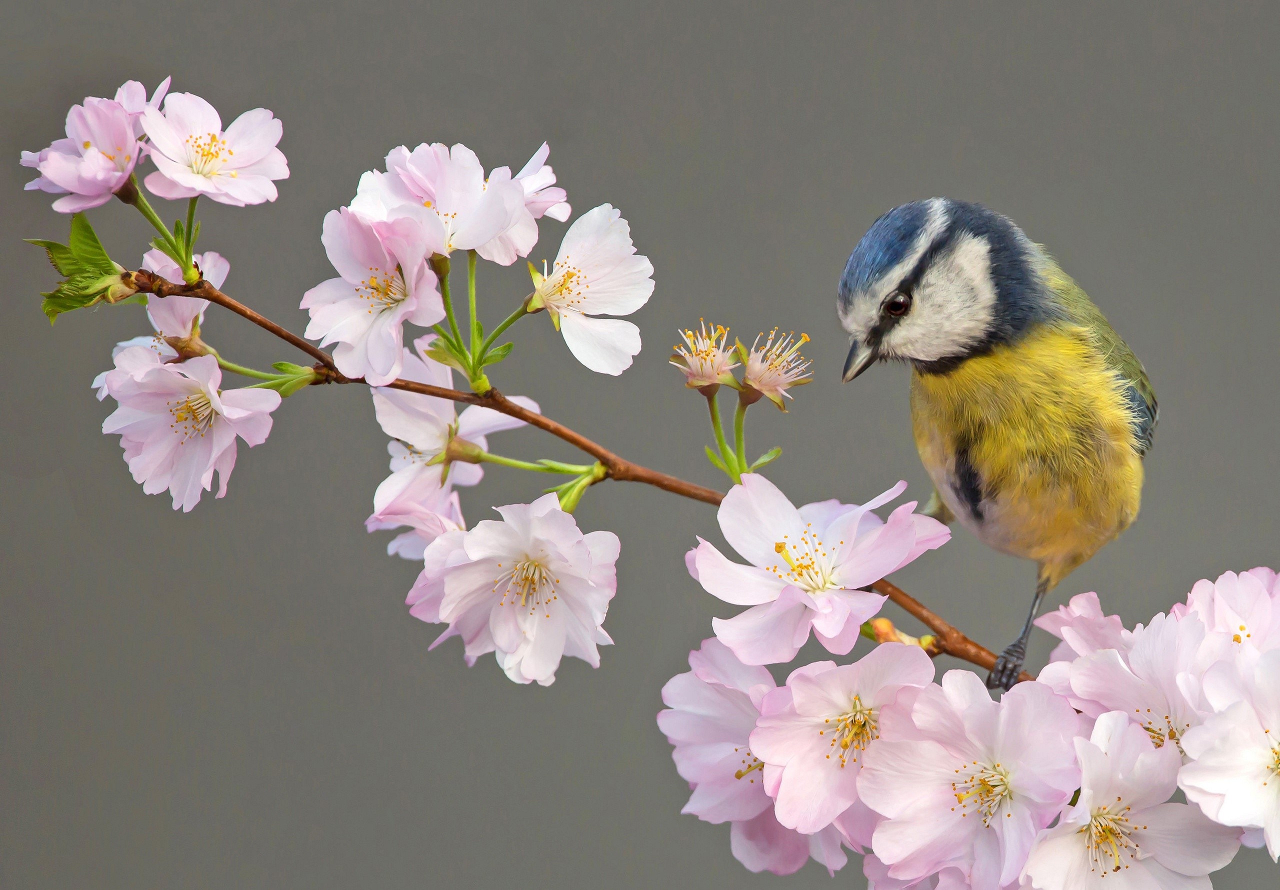 Blue tit on a cherry blossom branch HD Wallpaper