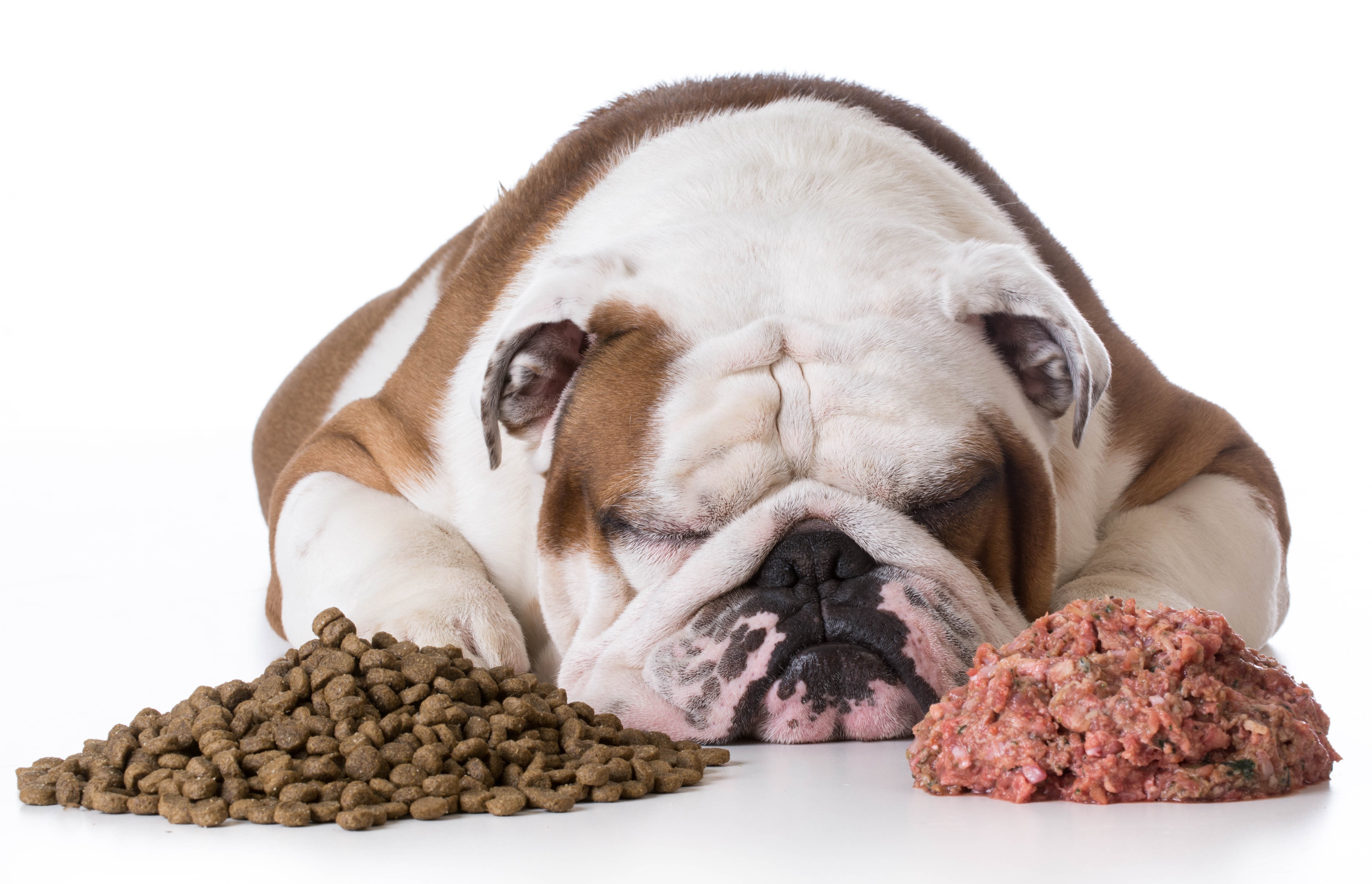 Bulldog with piles of dog food HD Wallpaper