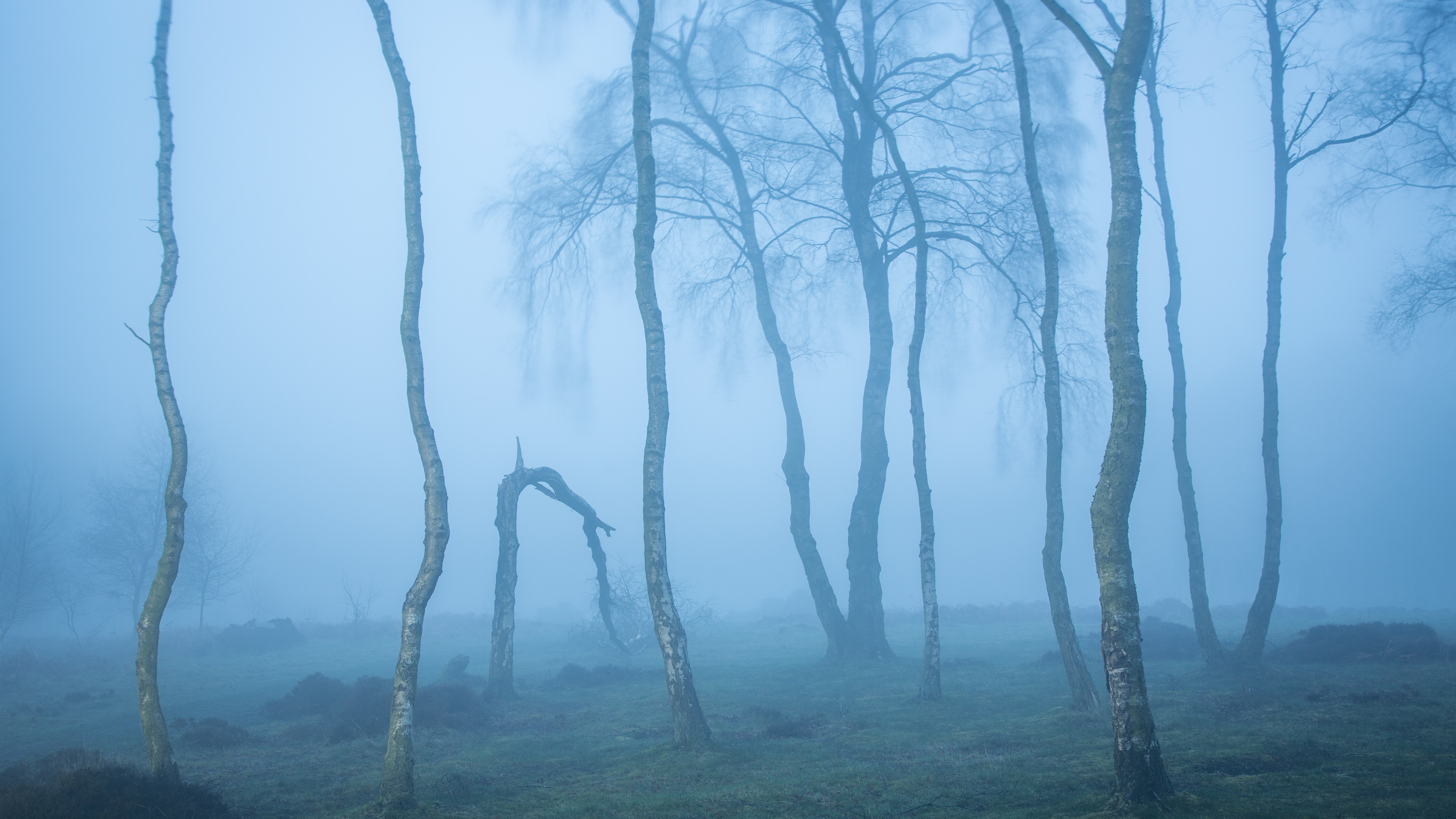 Bare trees in a foggy forest HD Wallpaper