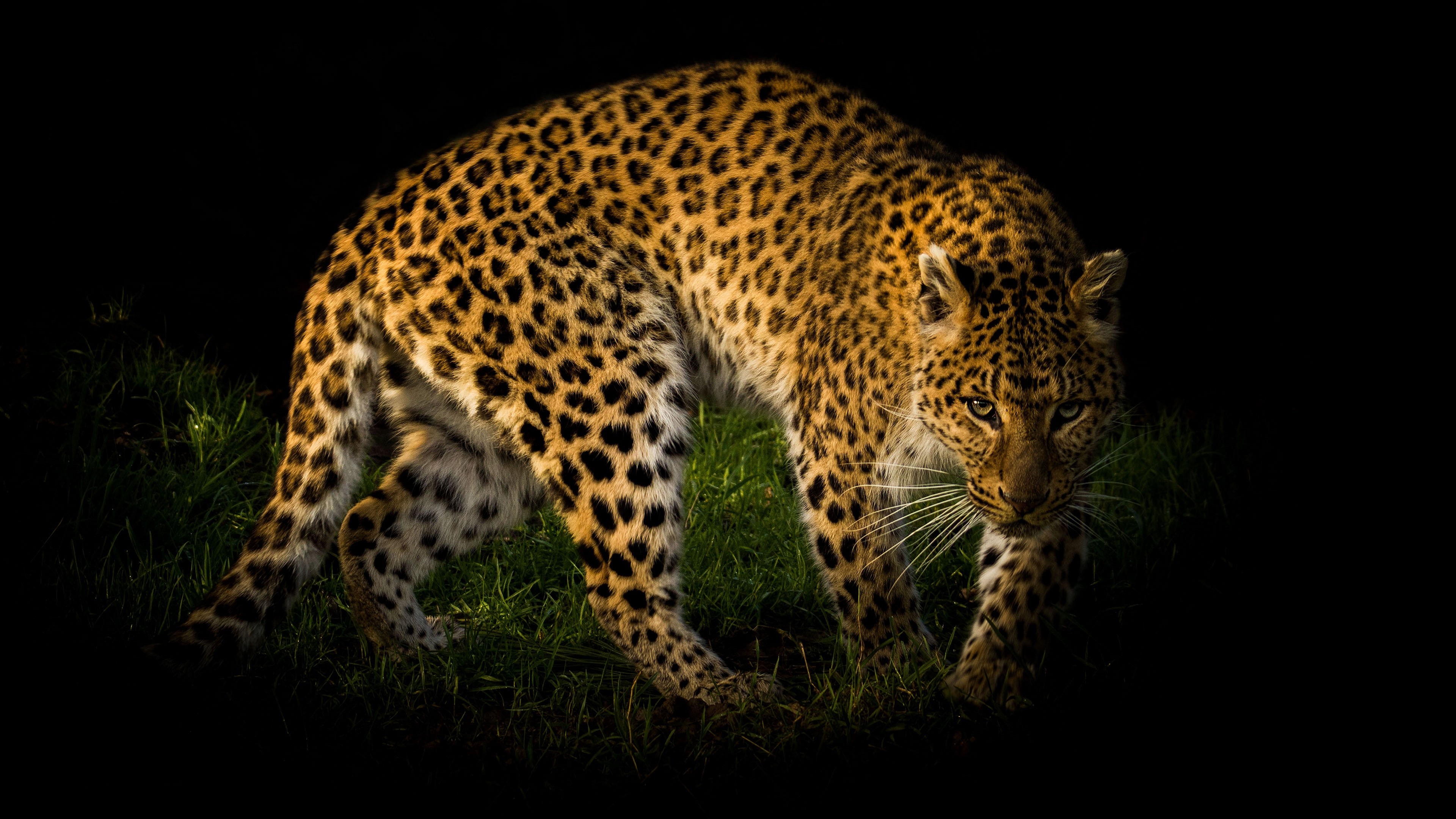 Leopard in the dark with grass HD Wallpaper