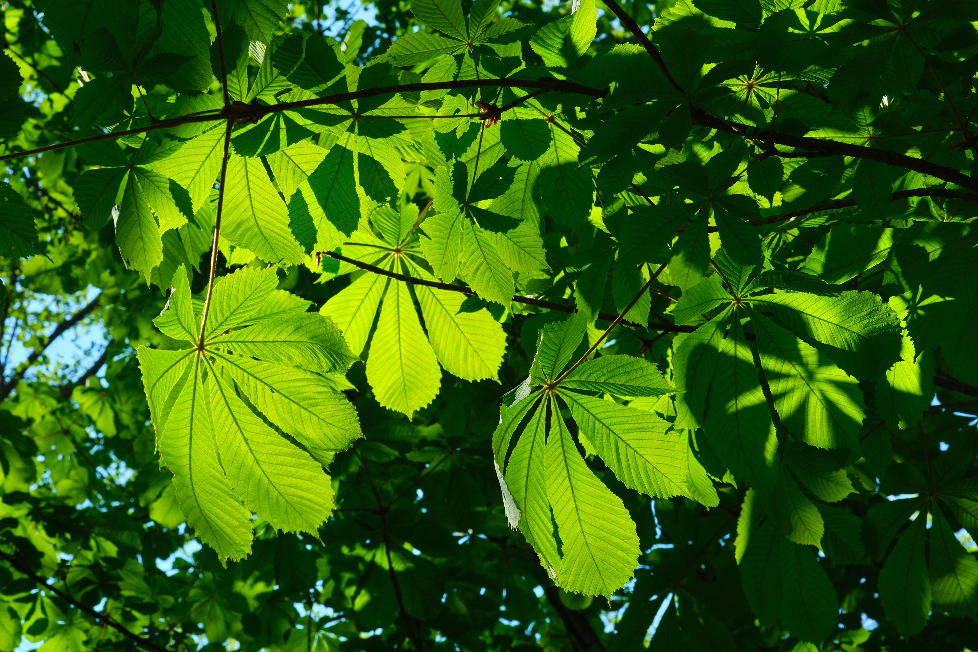 Chestnut leaves and branches in sunlight HD Wallpaper