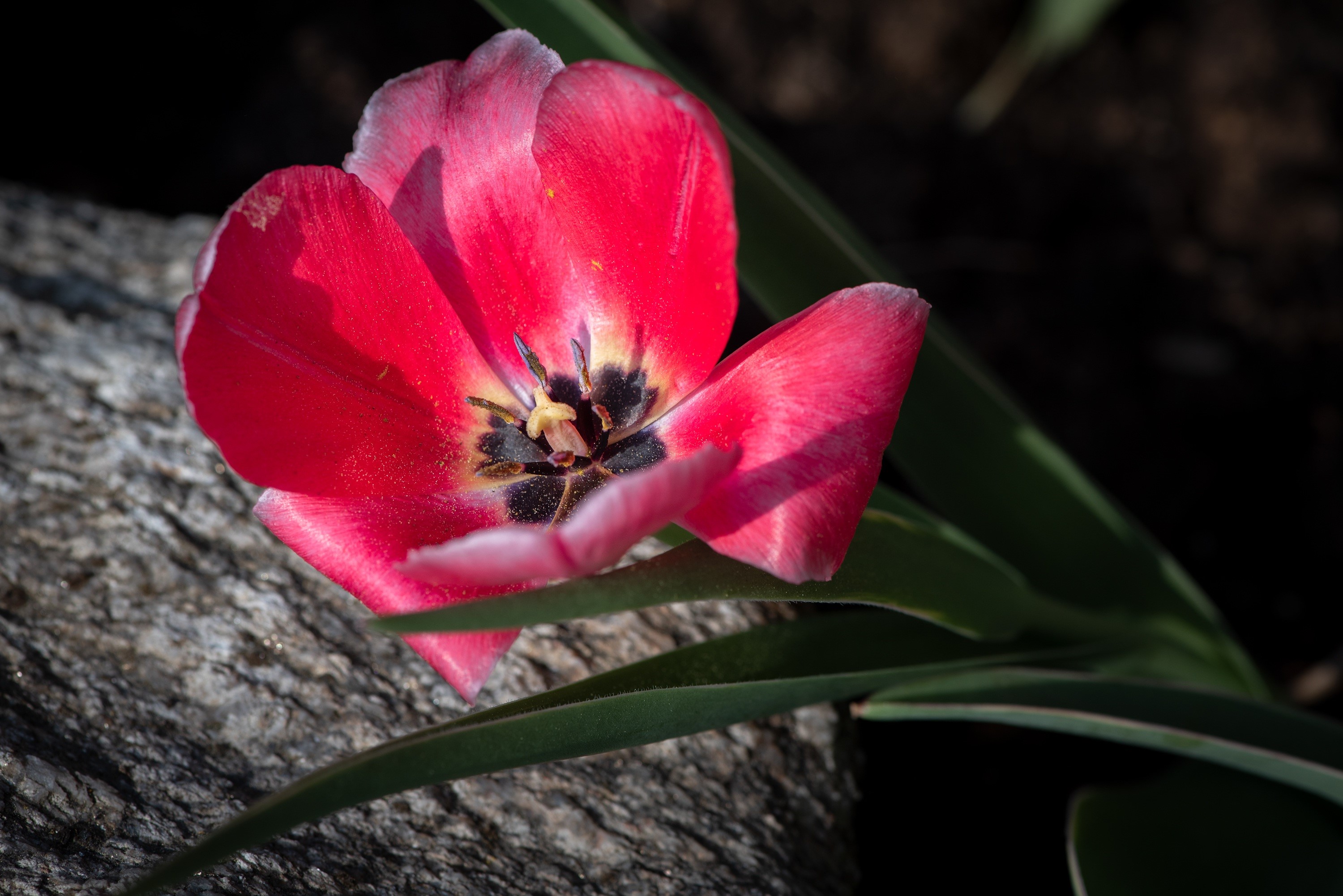 Red Tulip on a Rock HD Wallpaper