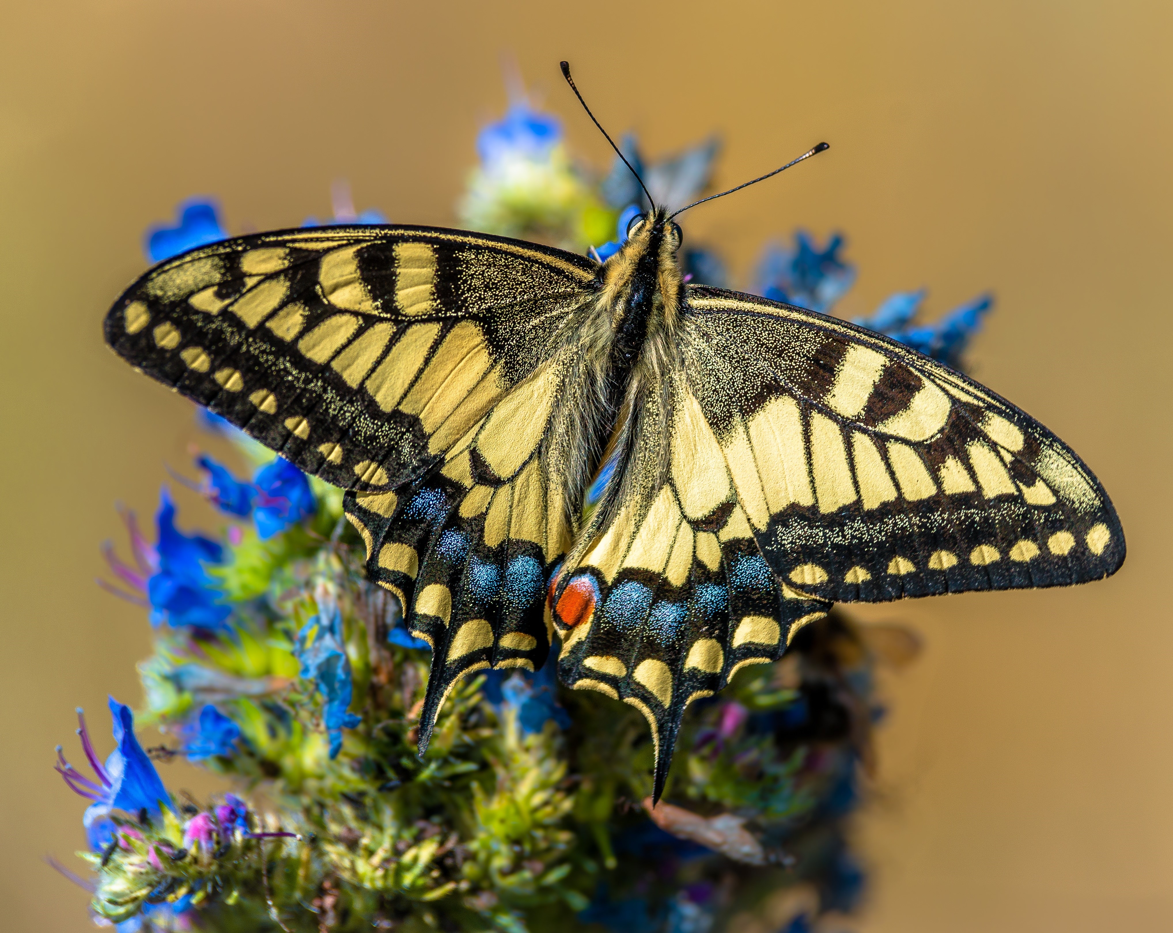 4K Papilio machaon Butterfly Closeup HD Wallpaper