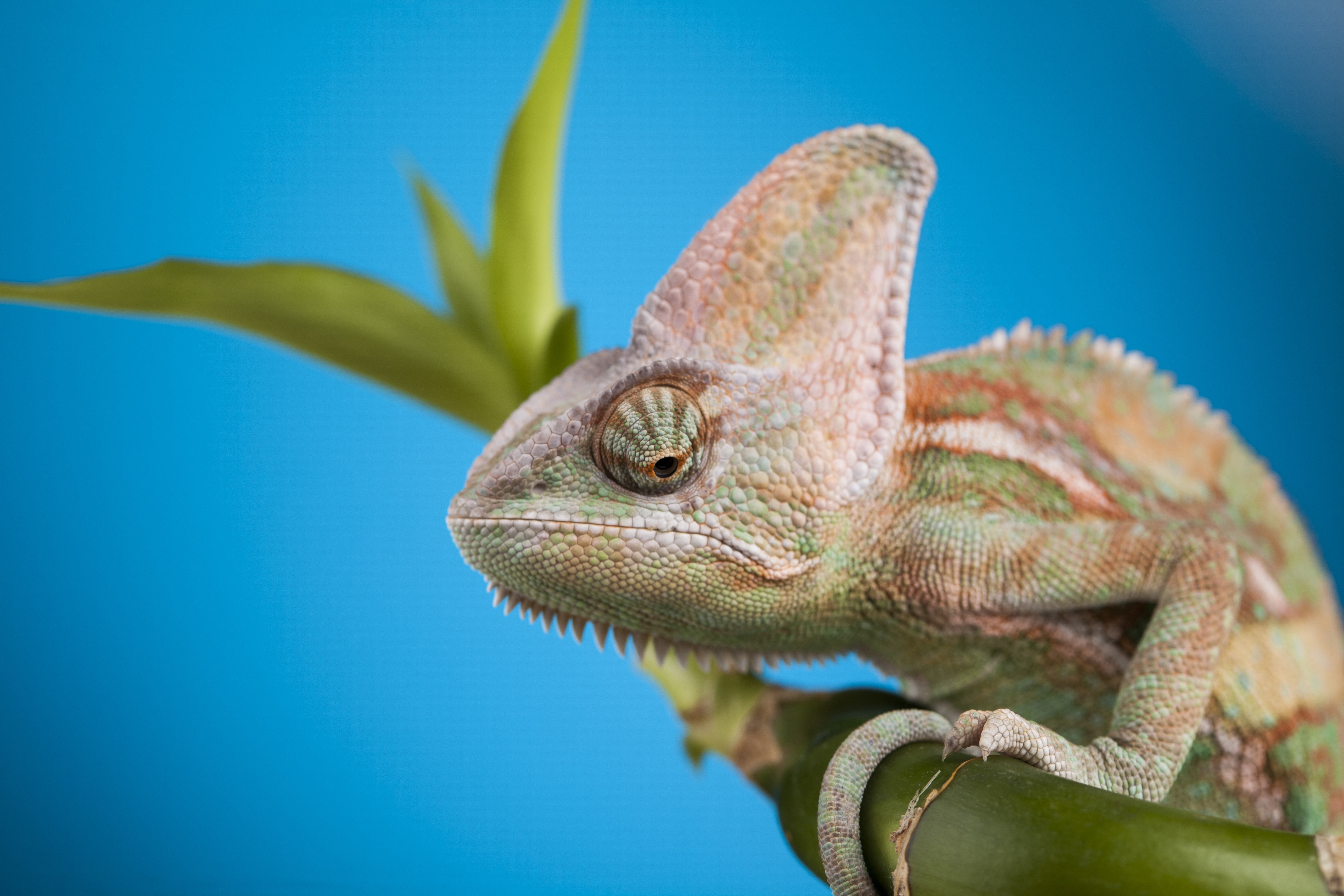 Chameleon on a branch with a blue background HD Wallpaper