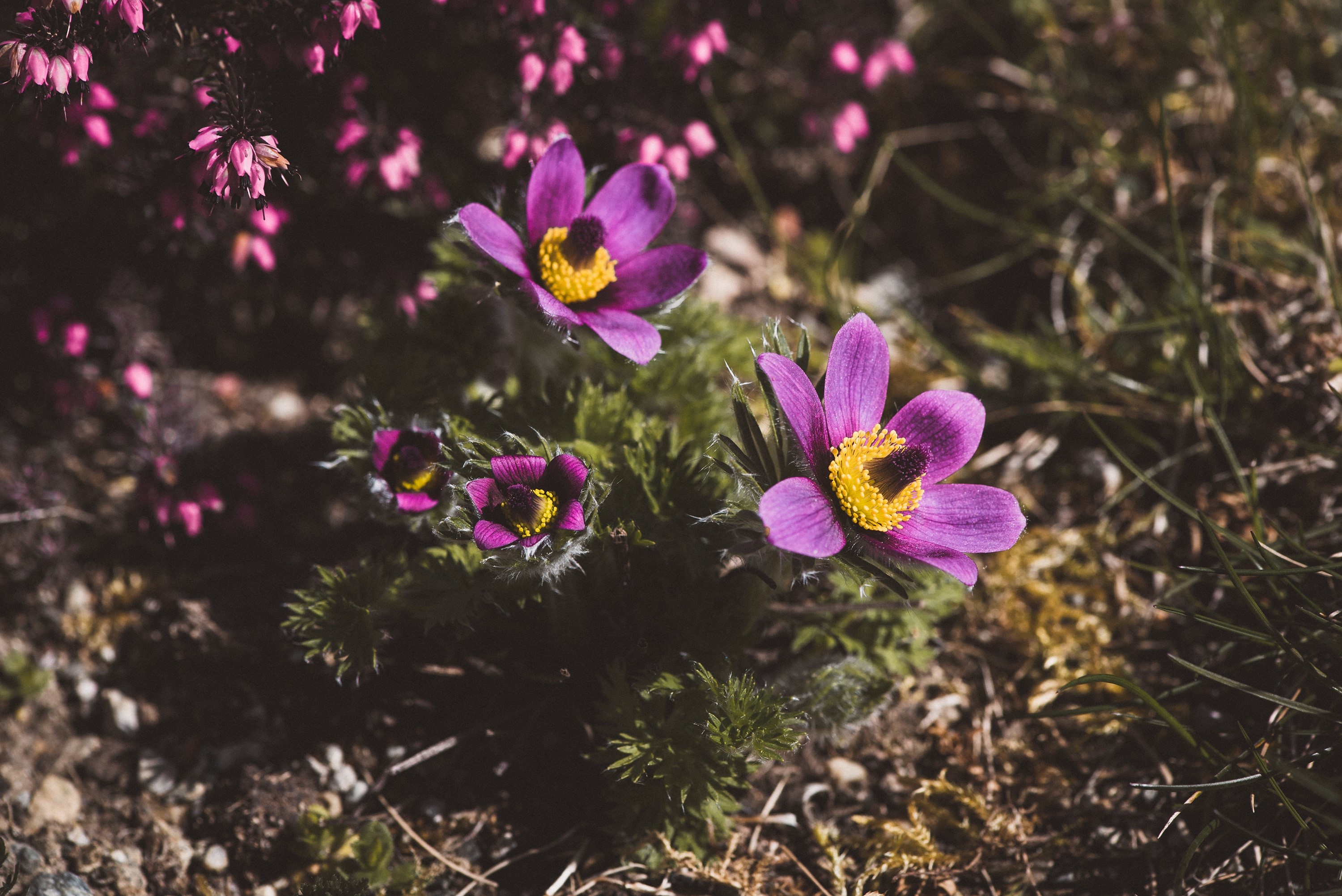 Purple Pulsatilla flowers with yellow centers HD Wallpaper
