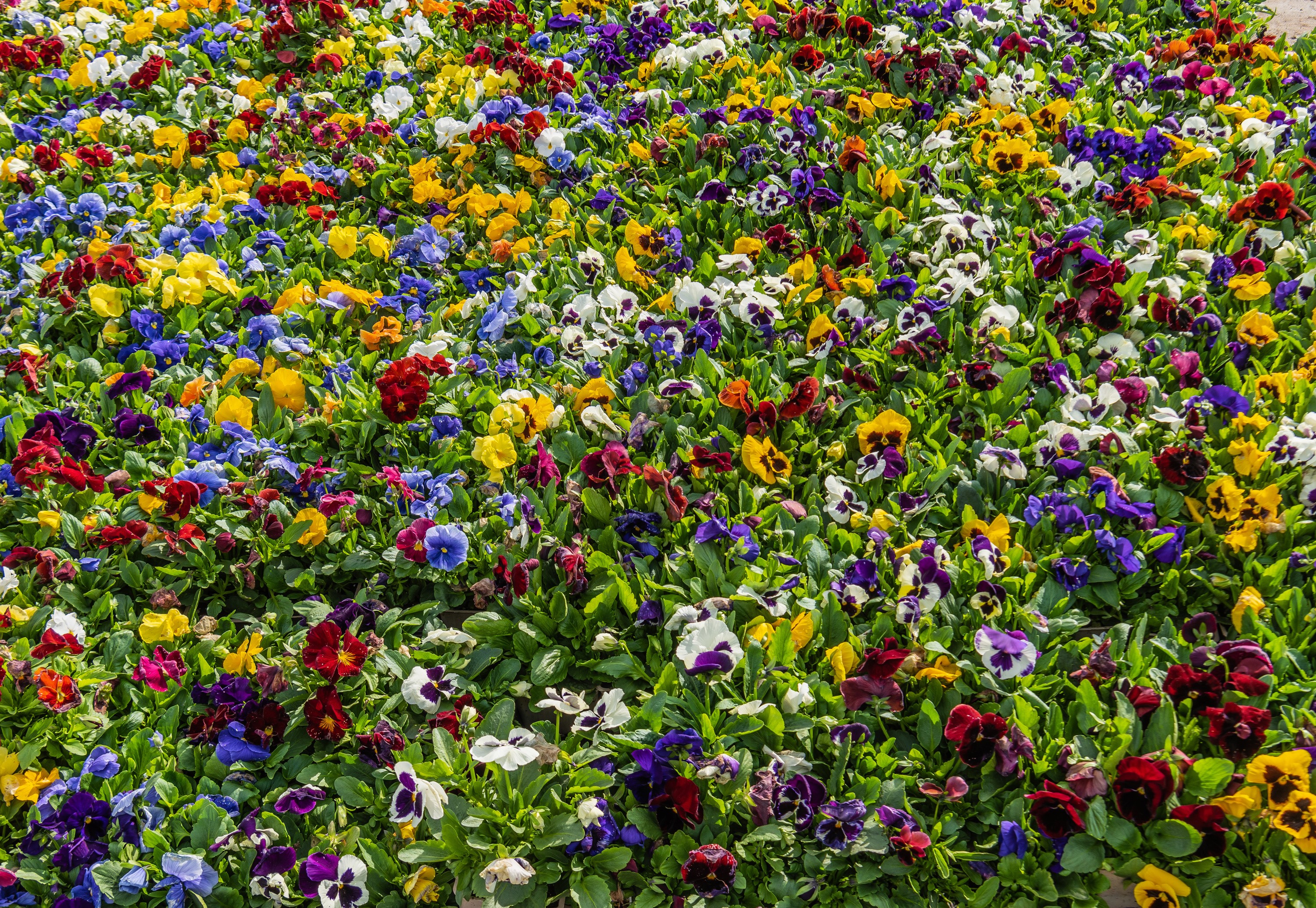 A field of colorful pansies in bloom HD Wallpaper