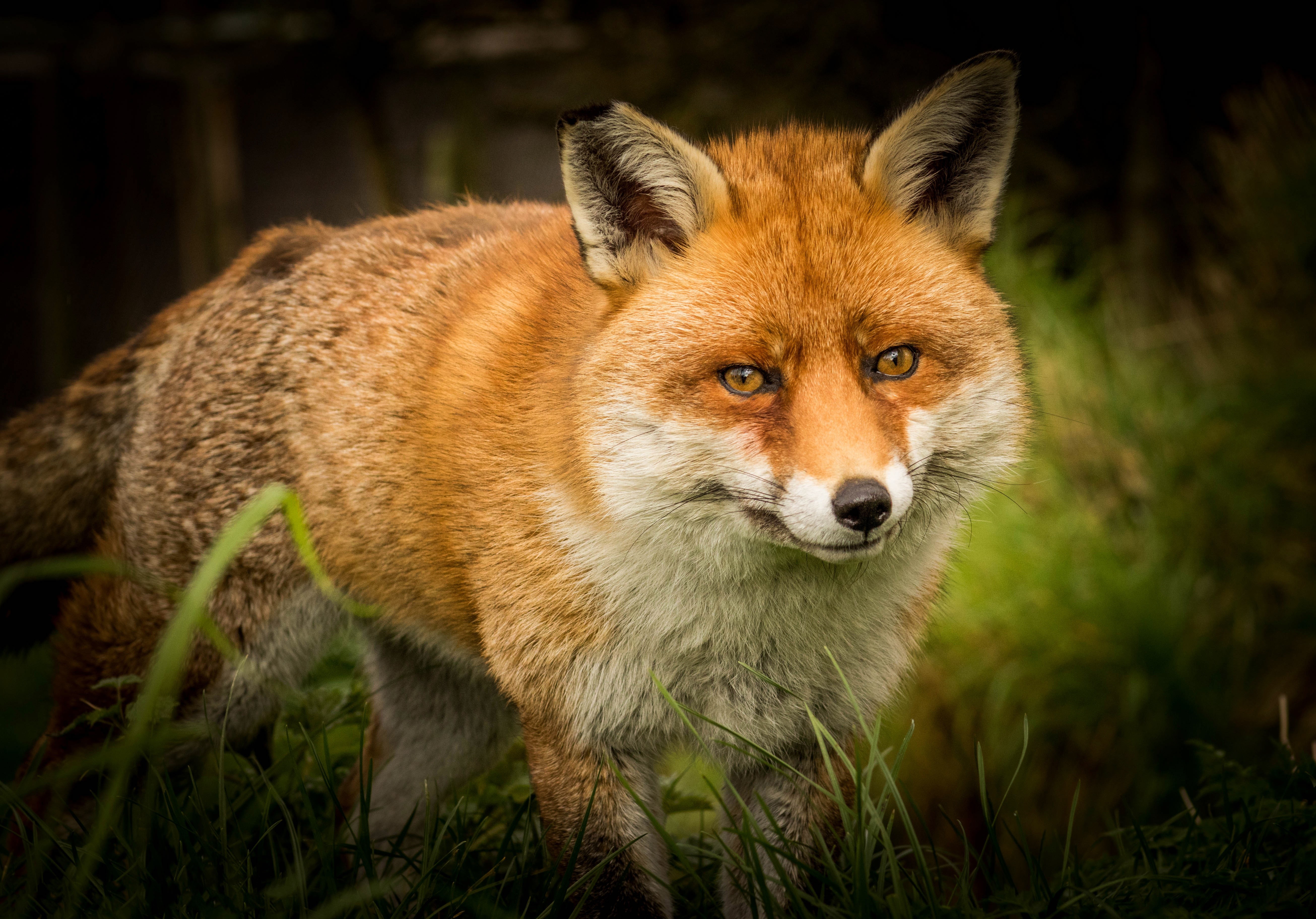 Red Fox in Grass HD Wallpaper