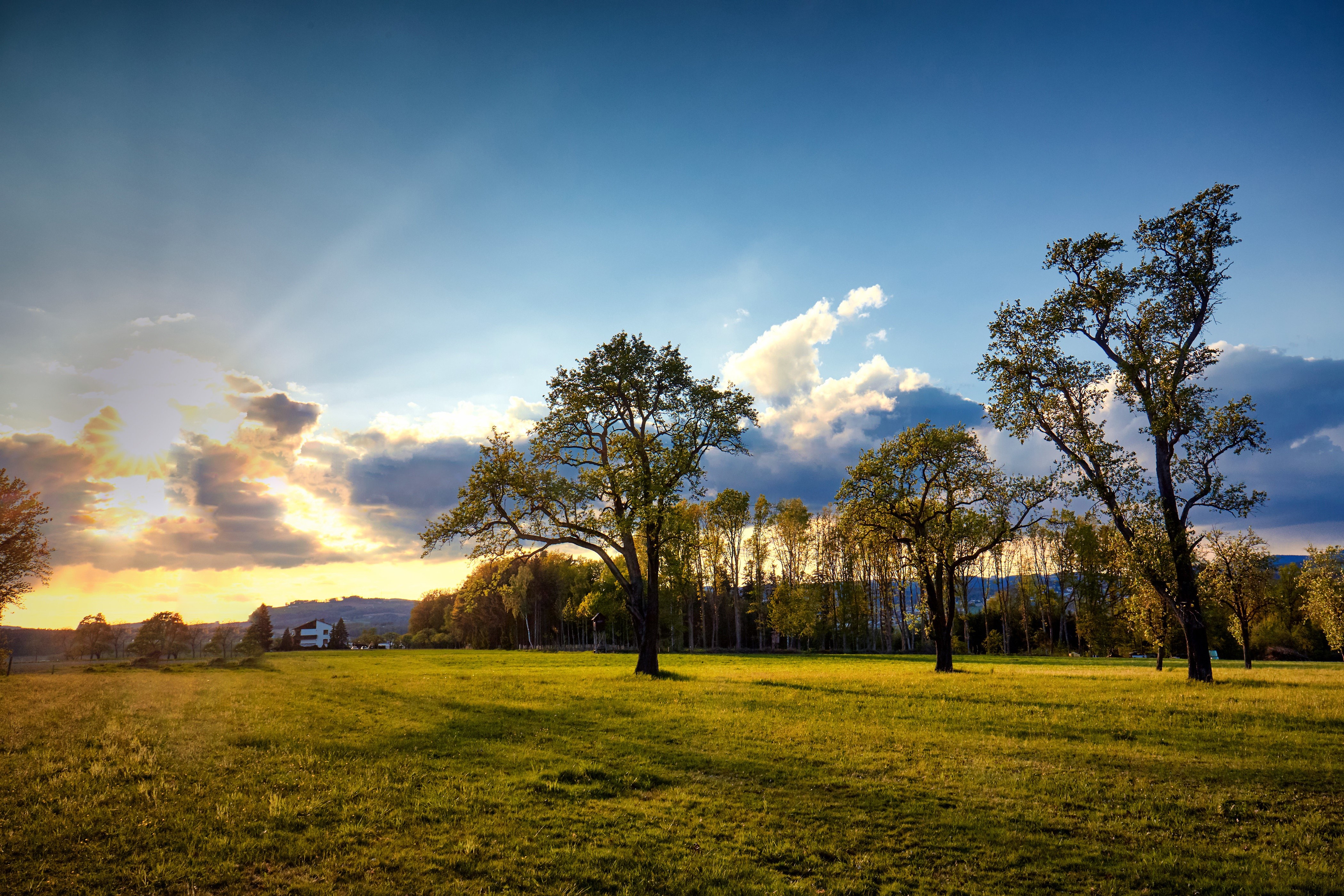 4K Grasslands with Trees and Sky in Engerwitzdorf, Austria HD Wallpaper