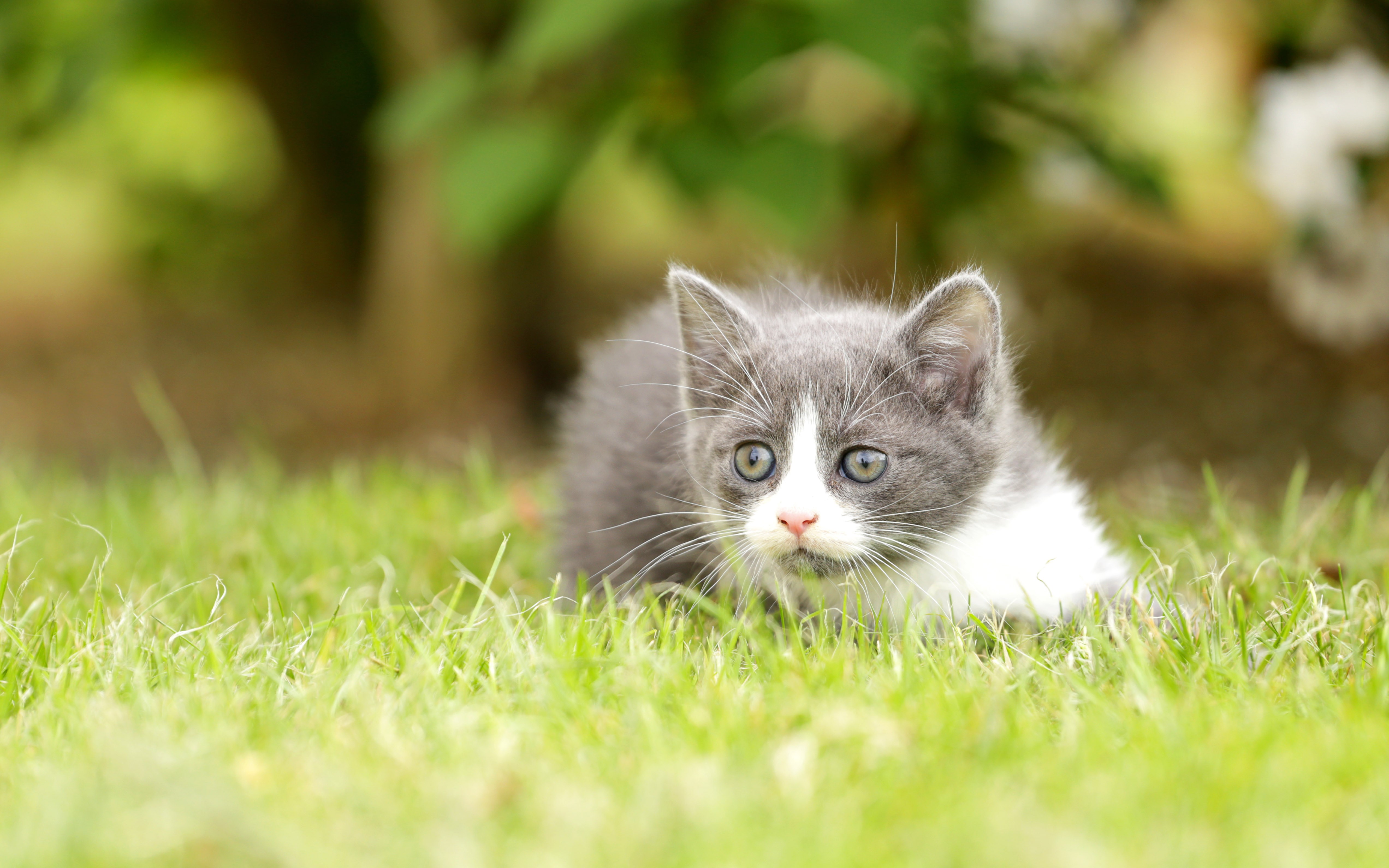 Kitten in Grass with Bokeh HD Wallpaper