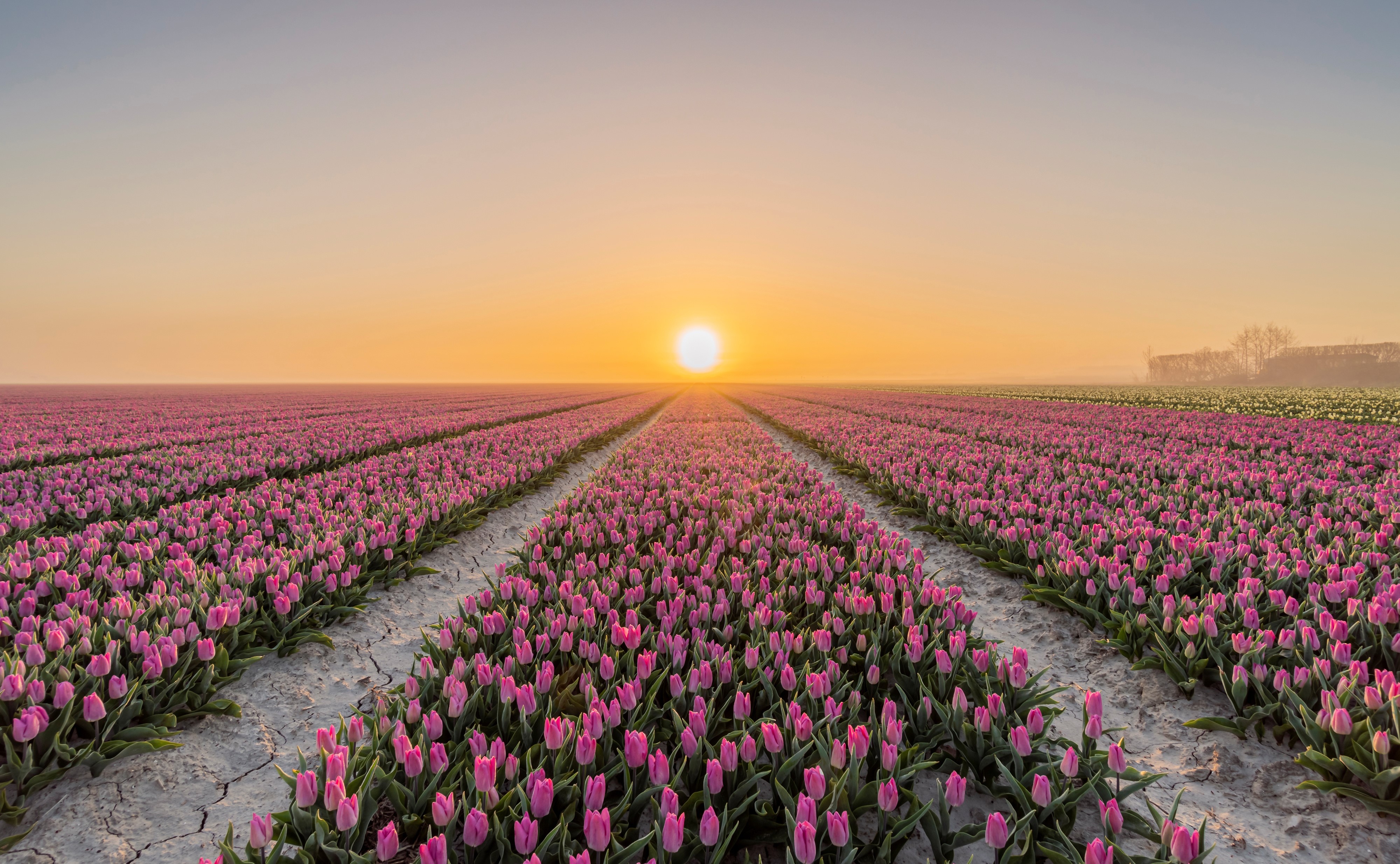 Sunrise Over Tulip Fields in Goeree-Overflakkee 4K HD Wallpaper