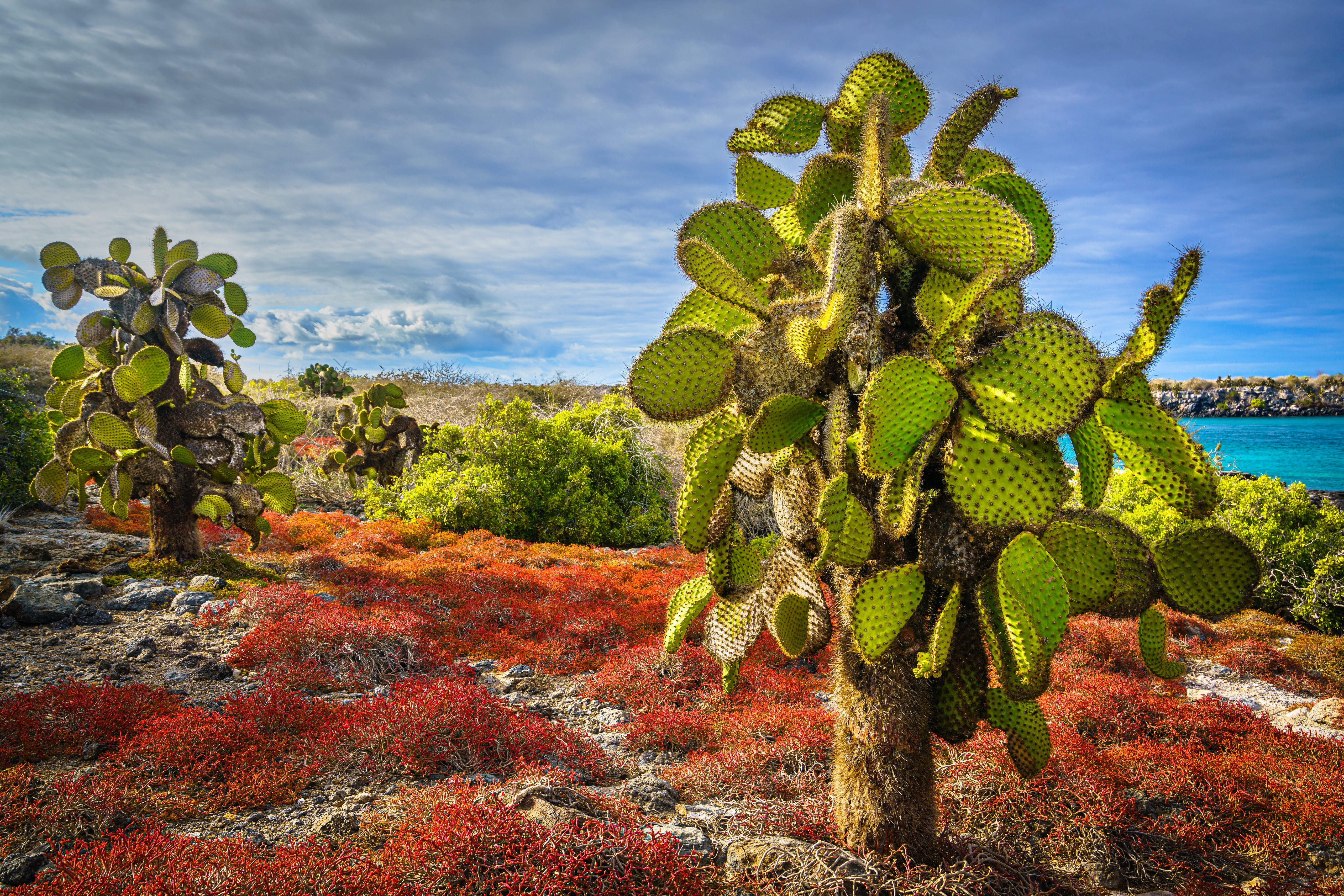 Opuntia Cactuses on South Plaza Island, Galapagos Islands, Ecuador HD Wallpaper
