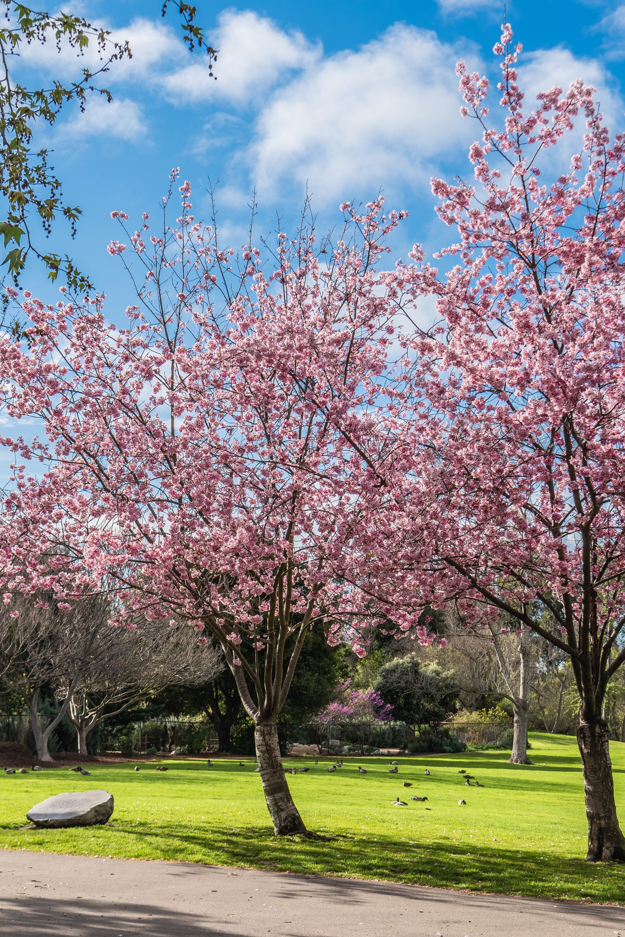 Cherry blossom trees in bloom at Huntington Beach Park, California HD Phone Wallpaper