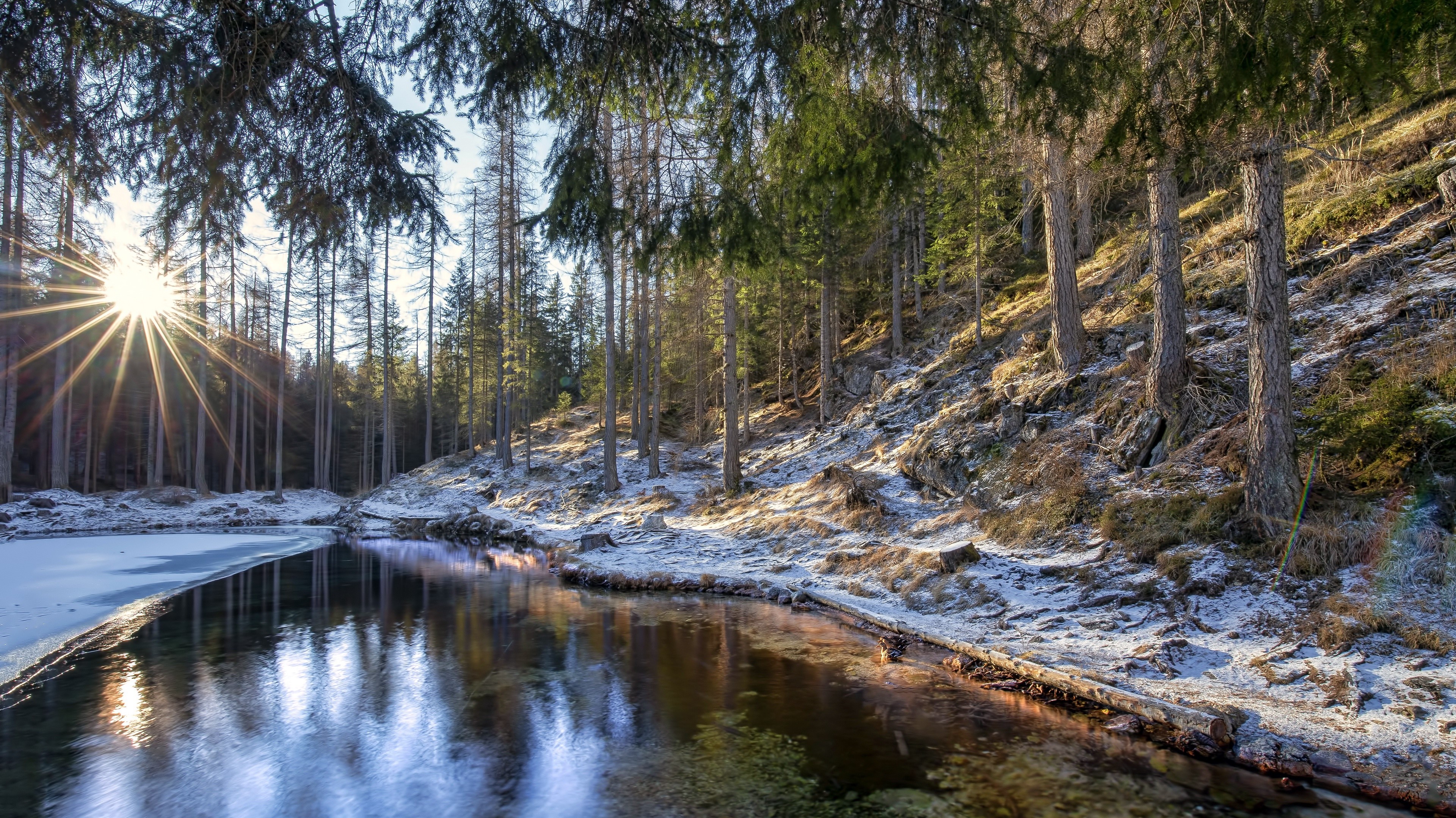 Forest with Sun Rays and Snow in Cortina d'Ampezzo HD Wallpaper