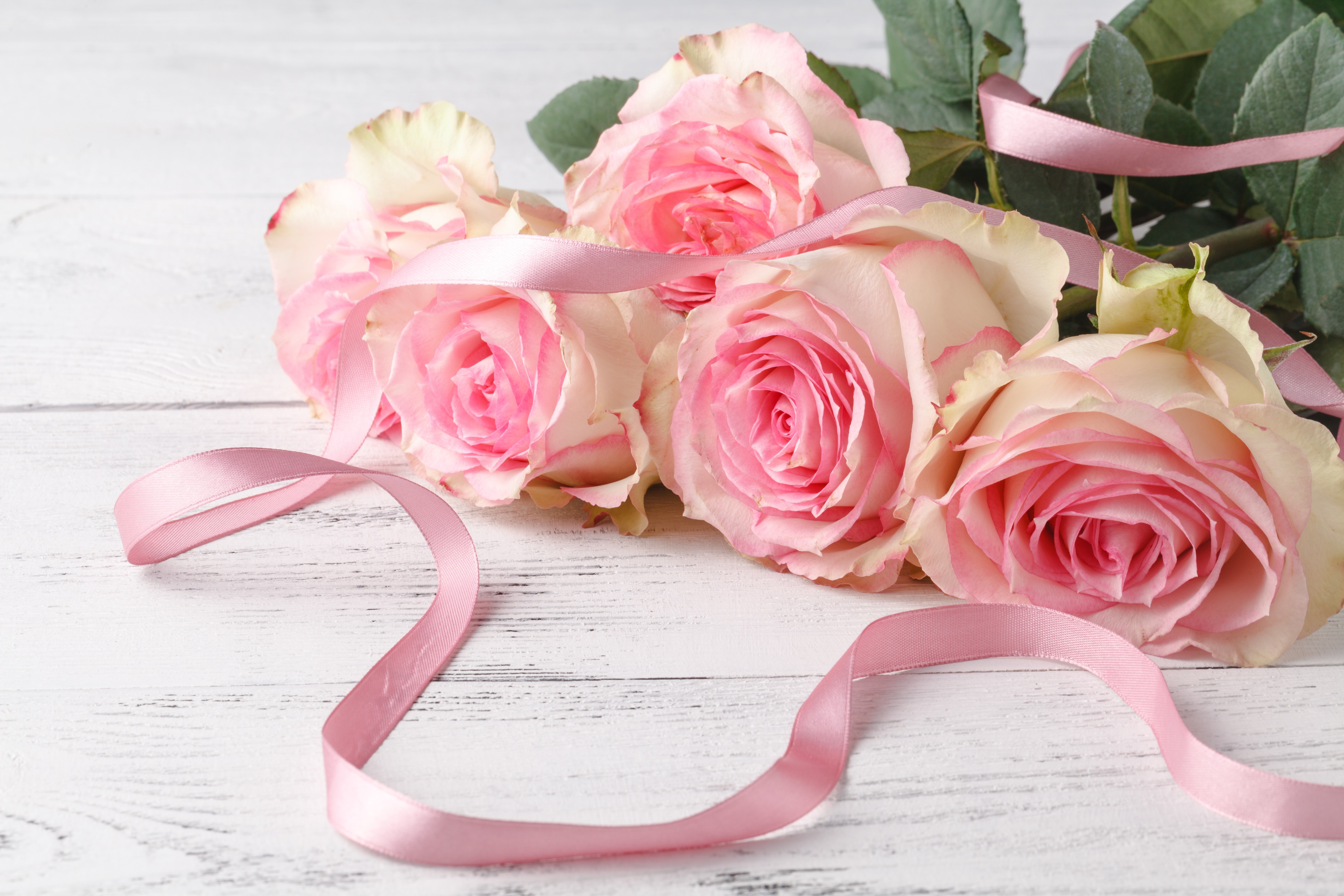 Pink Roses with Ribbon on White Wood HD Wallpaper