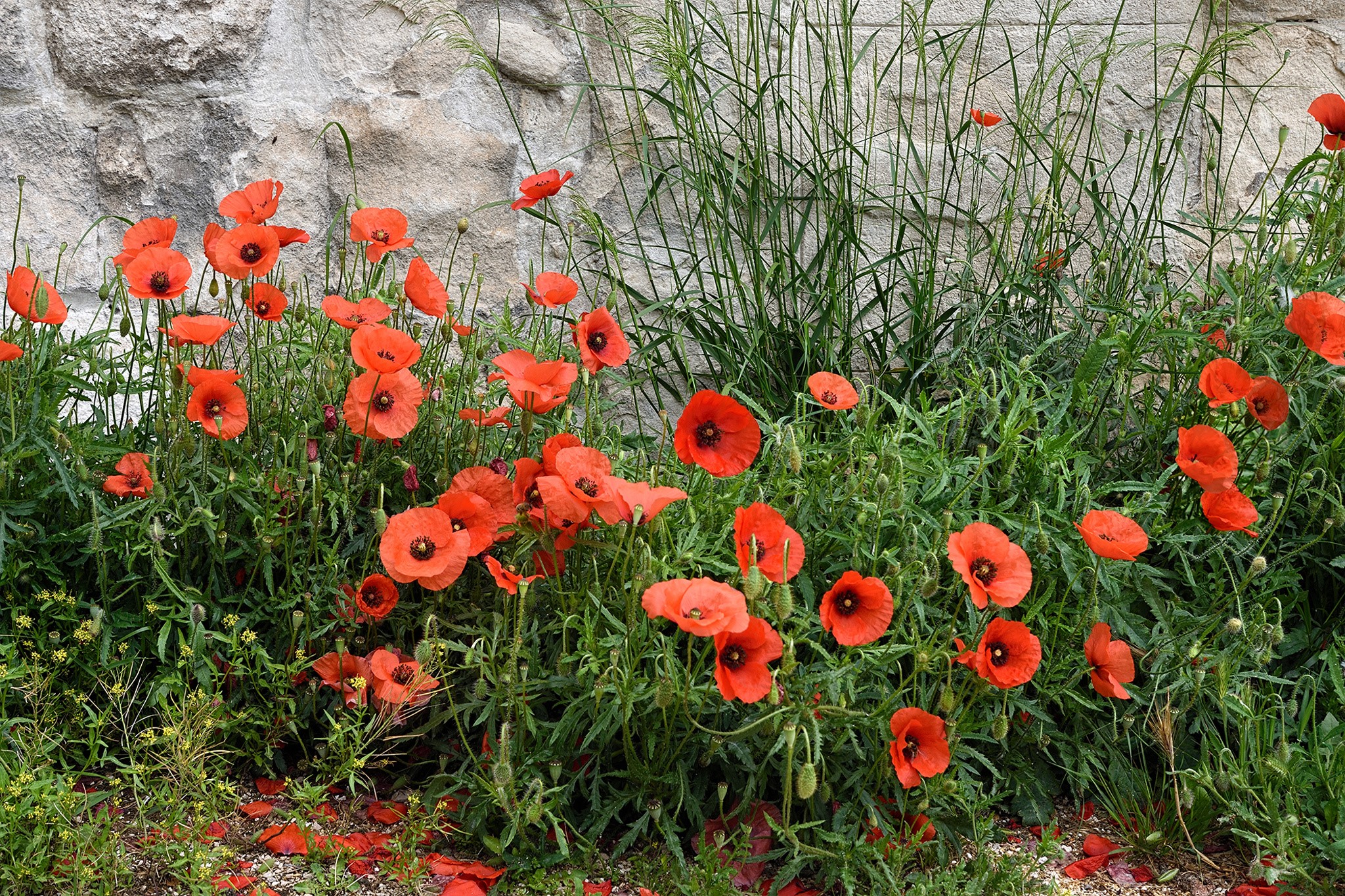 Field of red poppies against a stone wall HD Wallpaper