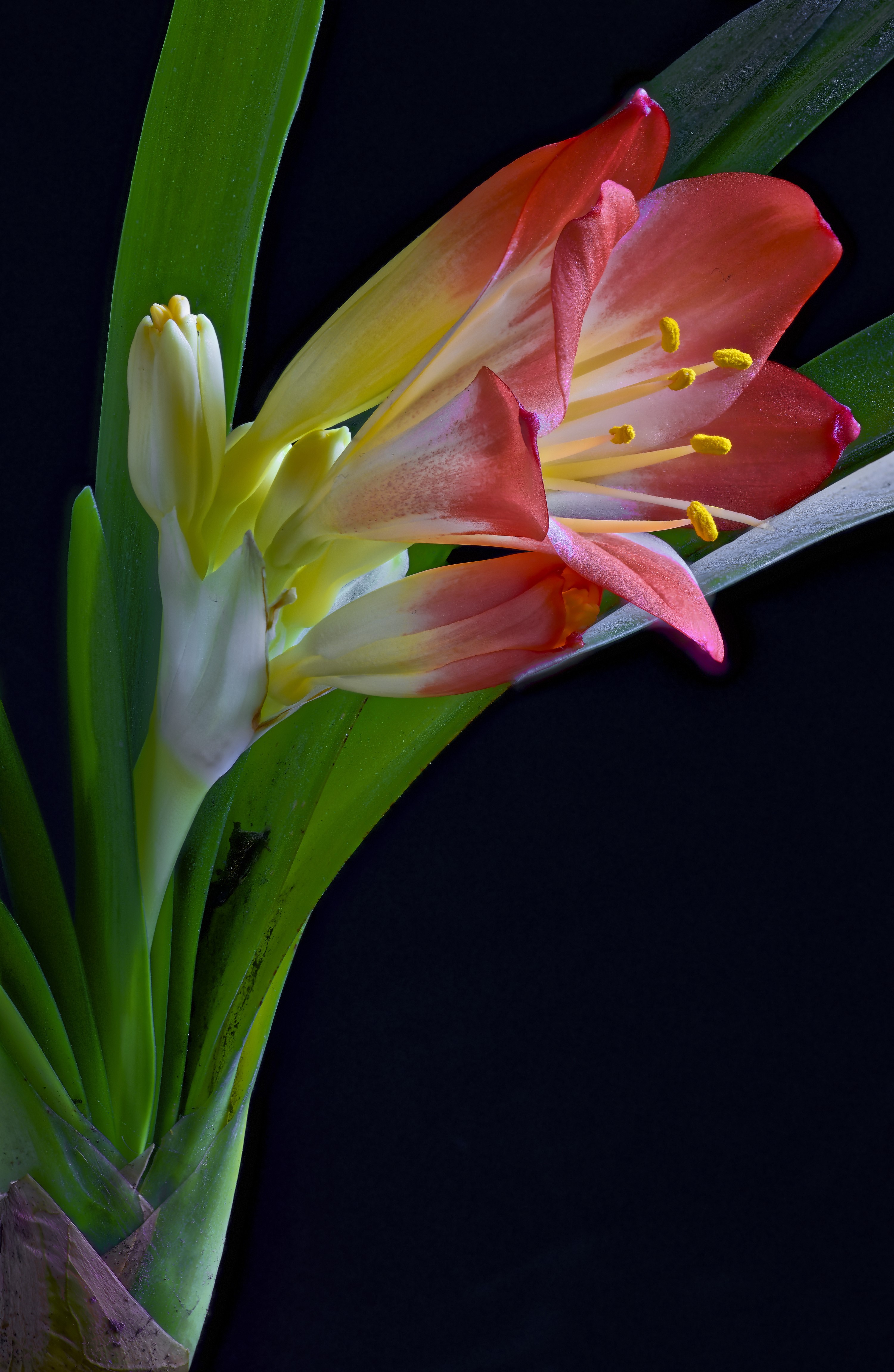 Clivia flower with green leaves on black background HD Phone Wallpaper