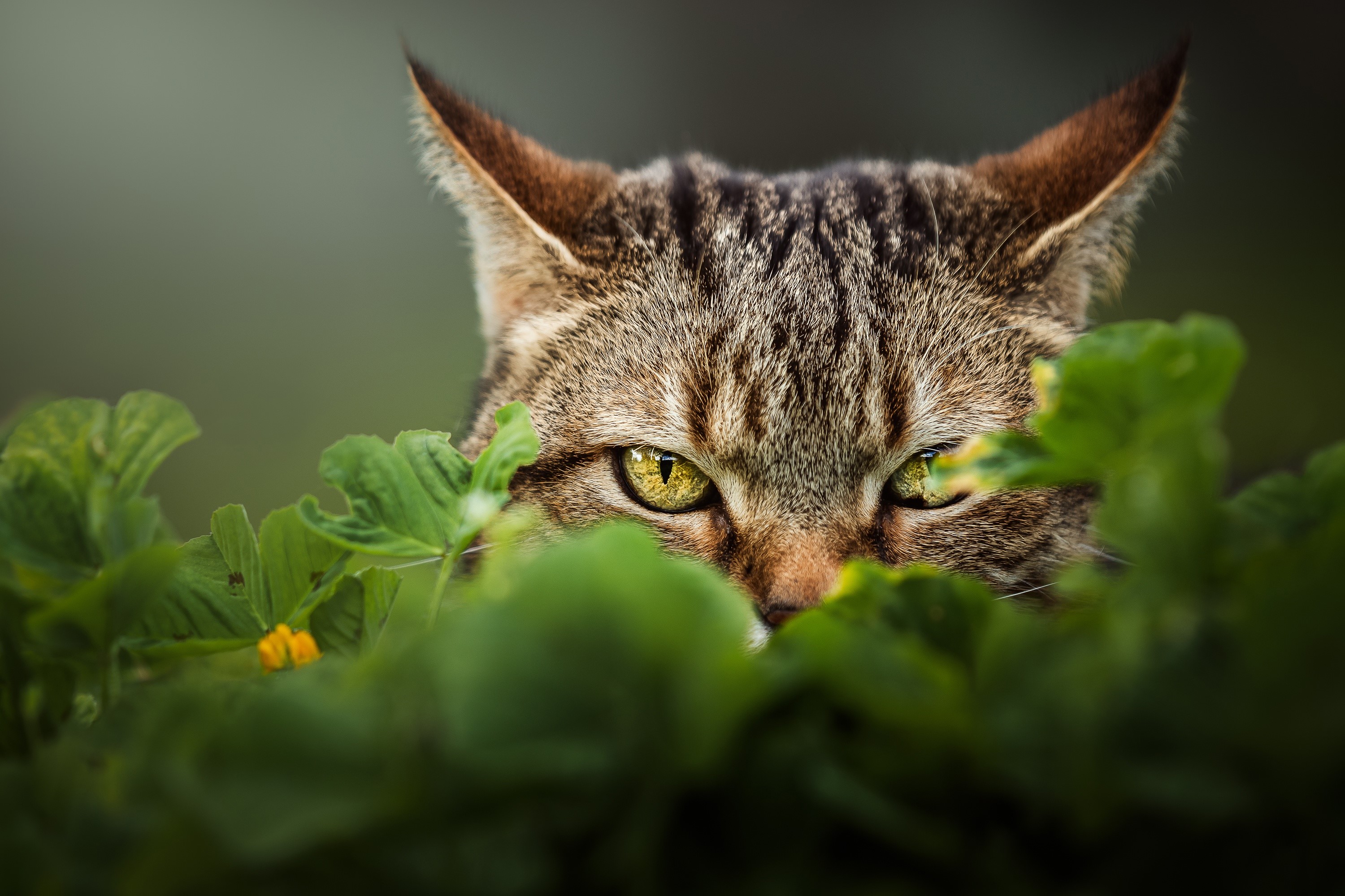 Cat peeking through green leaves HD Wallpaper