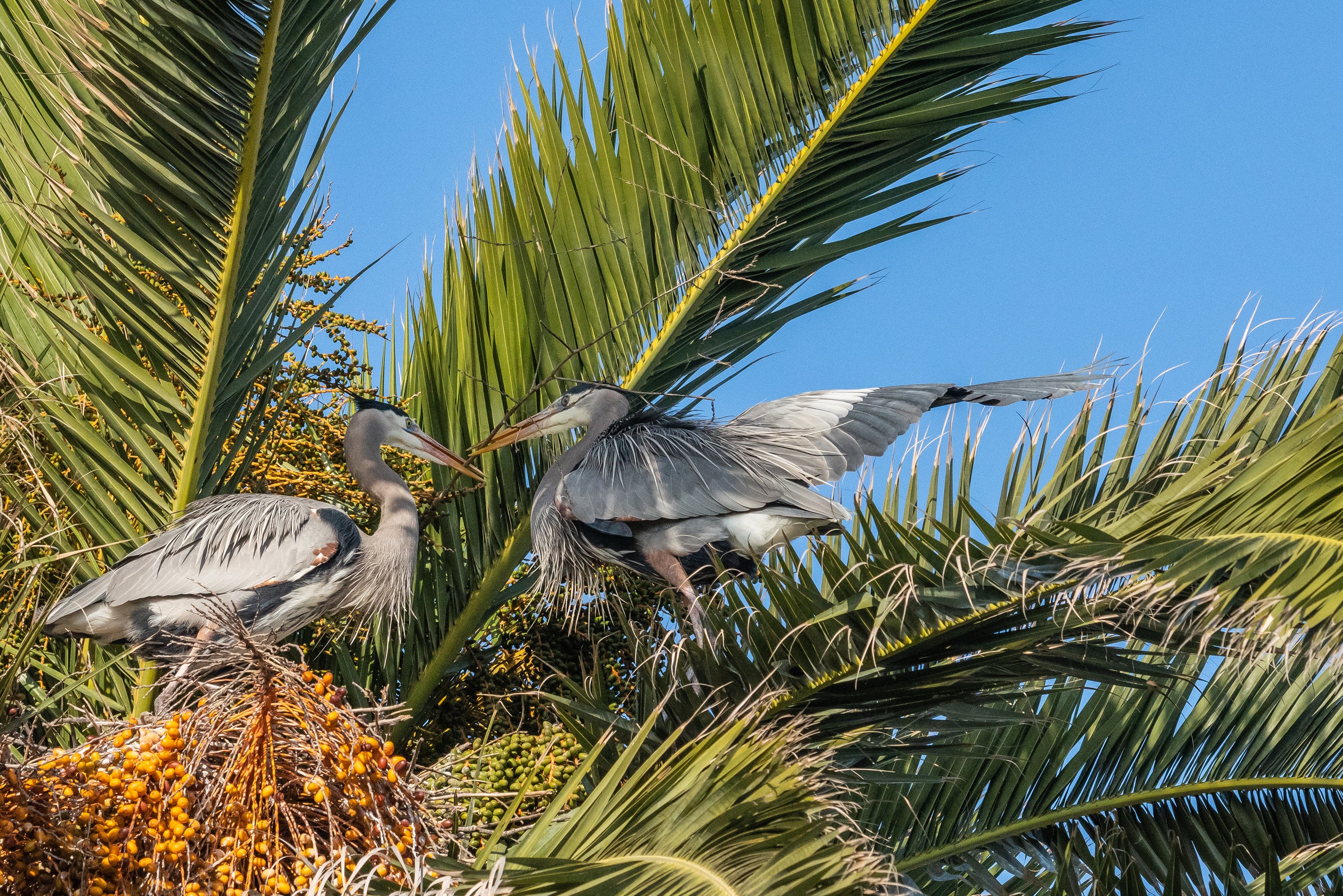 Two Great Blue Herons in a Palm Tree HD Wallpaper