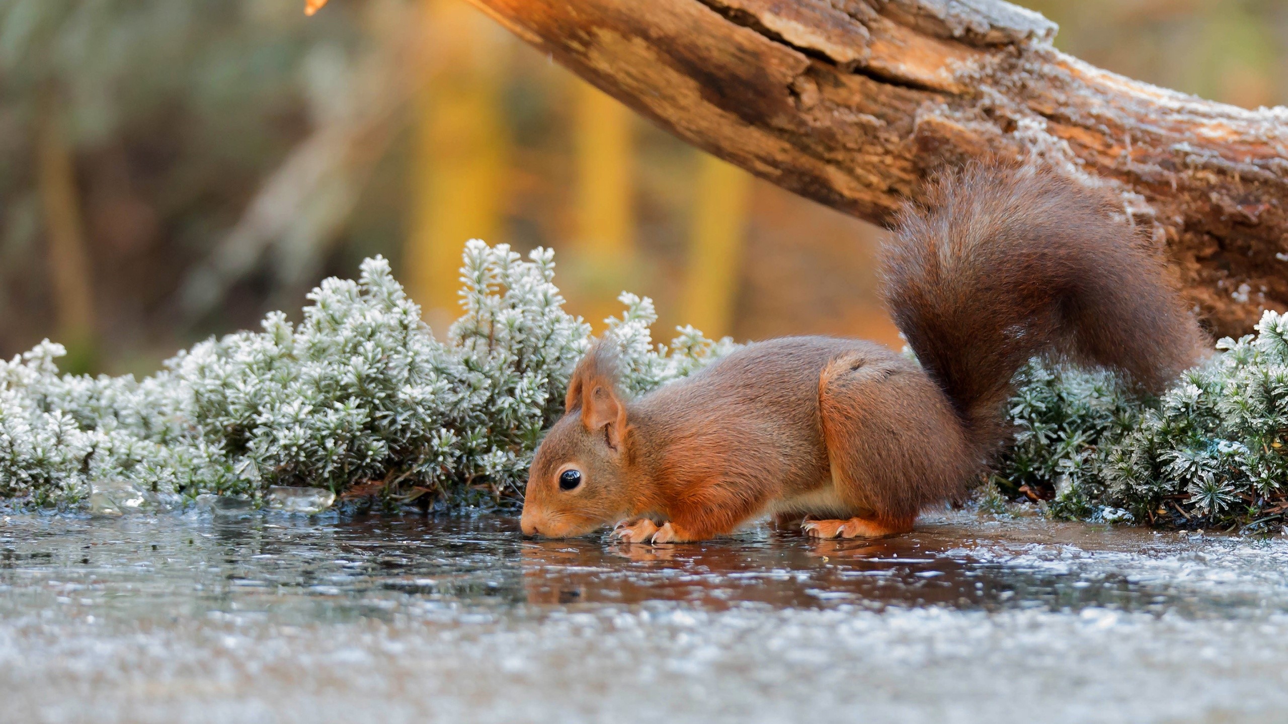 Red squirrel drinking water from ice in winter HD Wallpaper