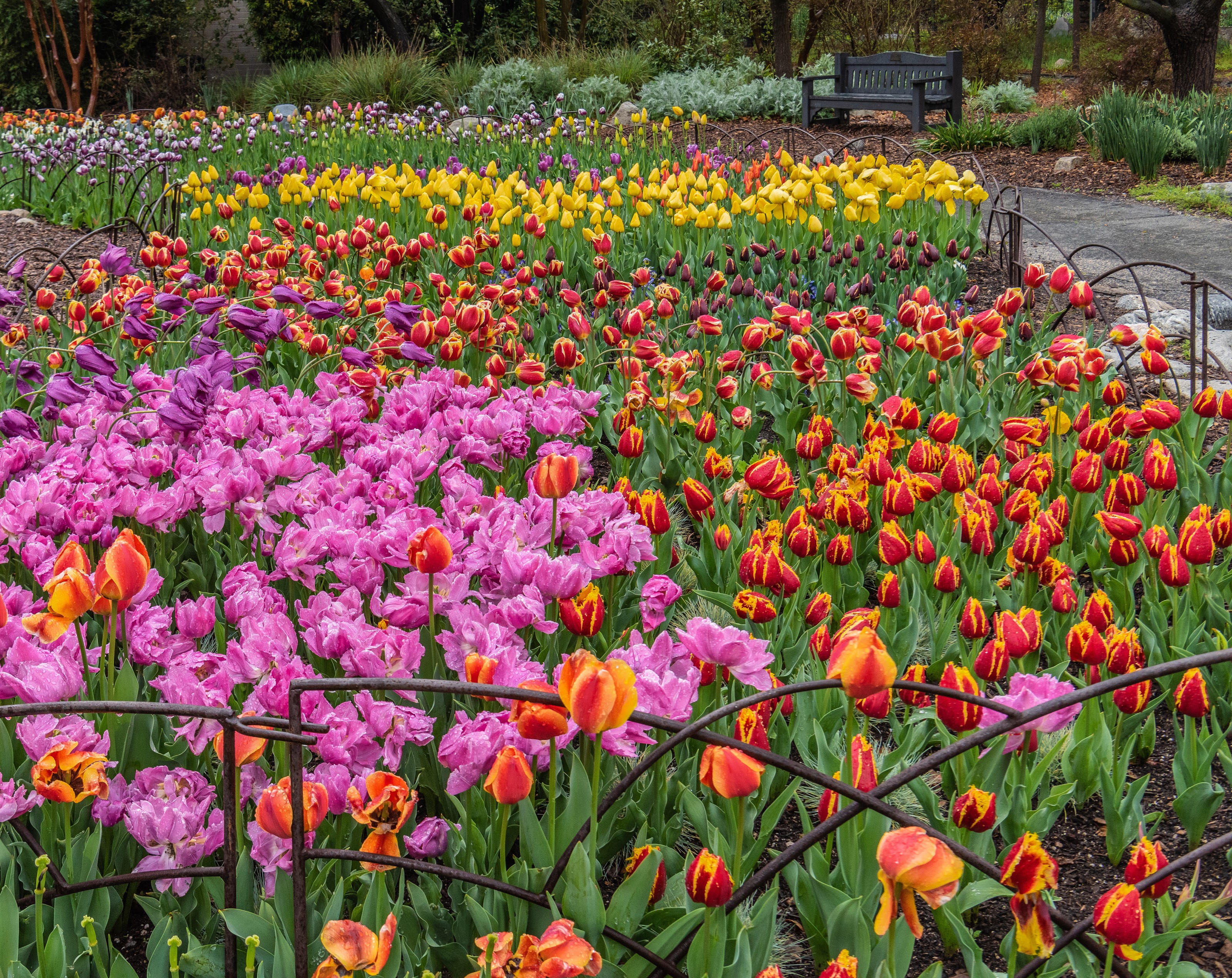 Multicolor Tulips in Bloom at Descanso Gardens, California HD Wallpaper