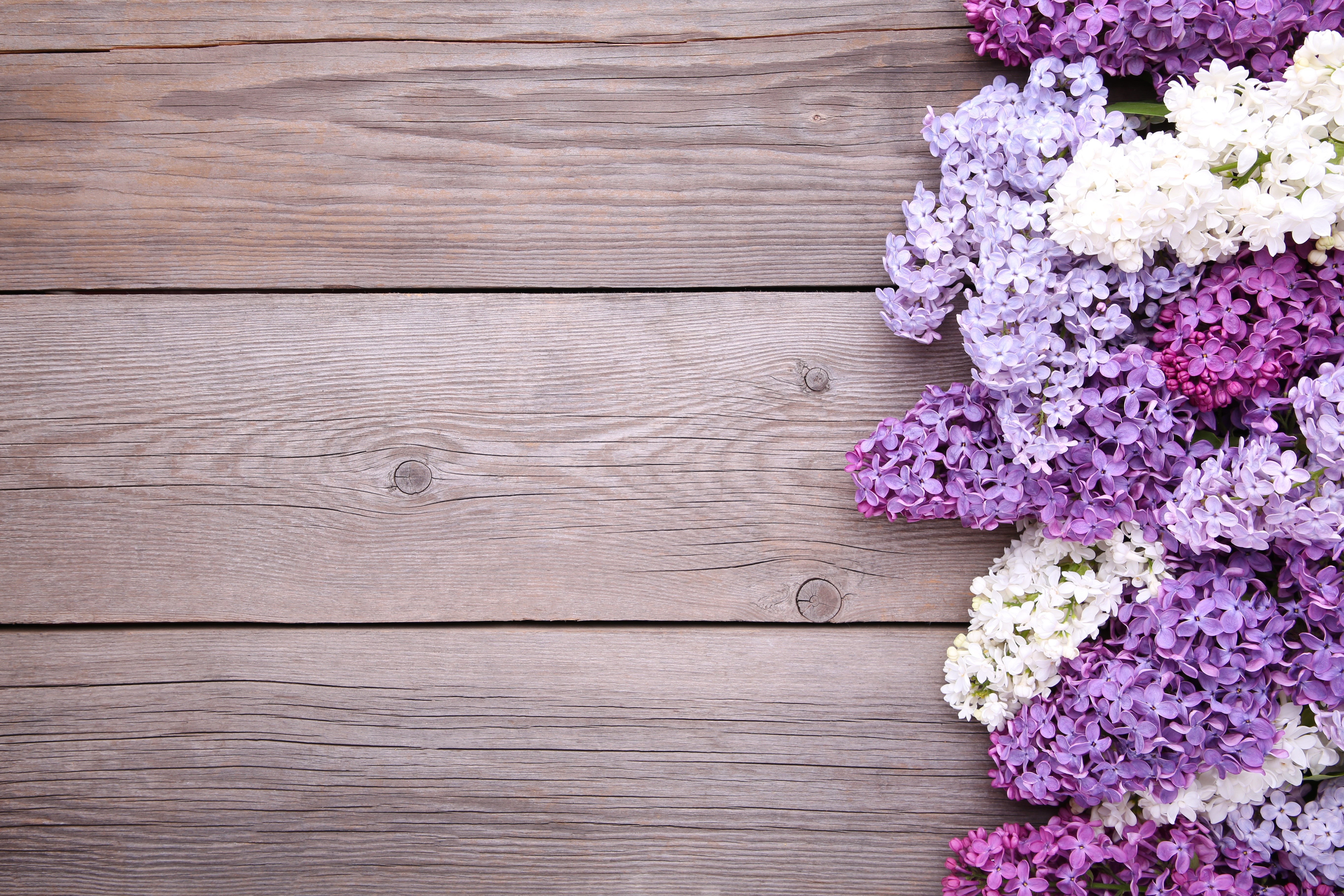 Lilac flowers on wooden planks HD Wallpaper