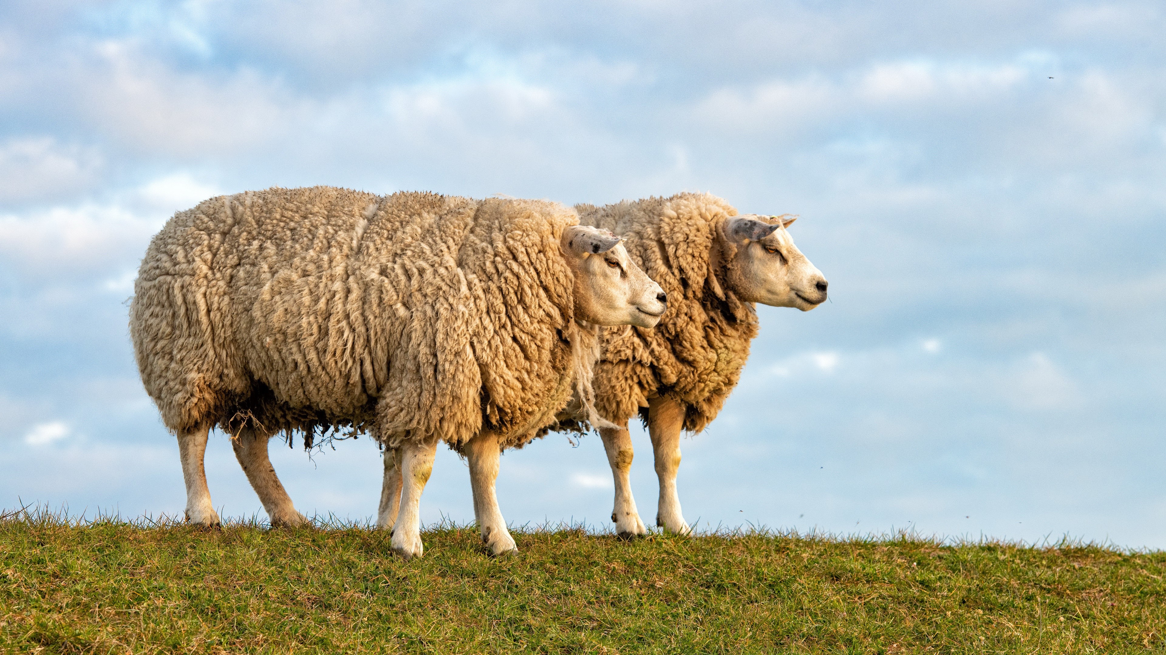 Two sheep on a grassy hill under a cloudy sky HD Wallpaper