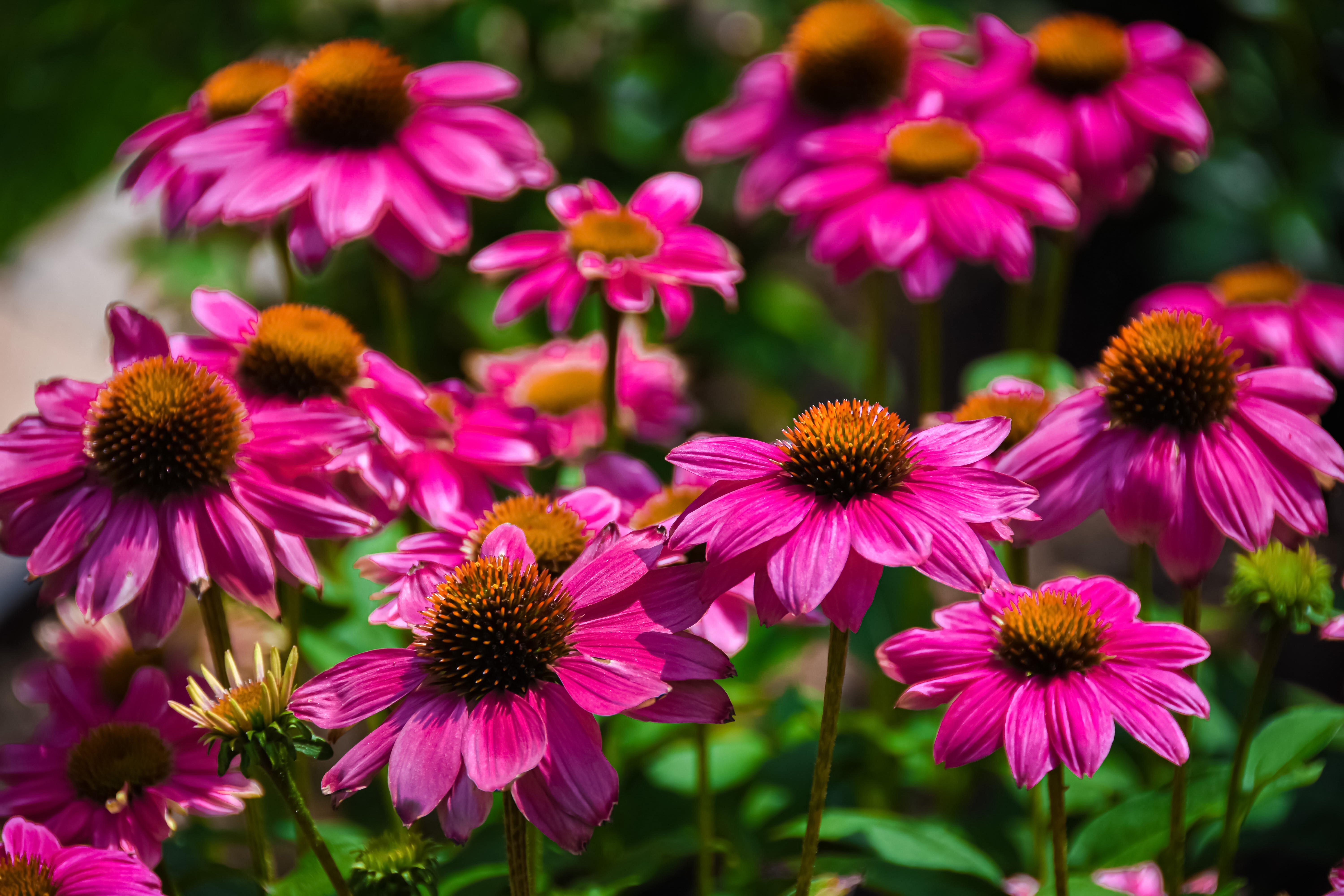 Many Echinacea purpurea flowers with bokeh HD Wallpaper