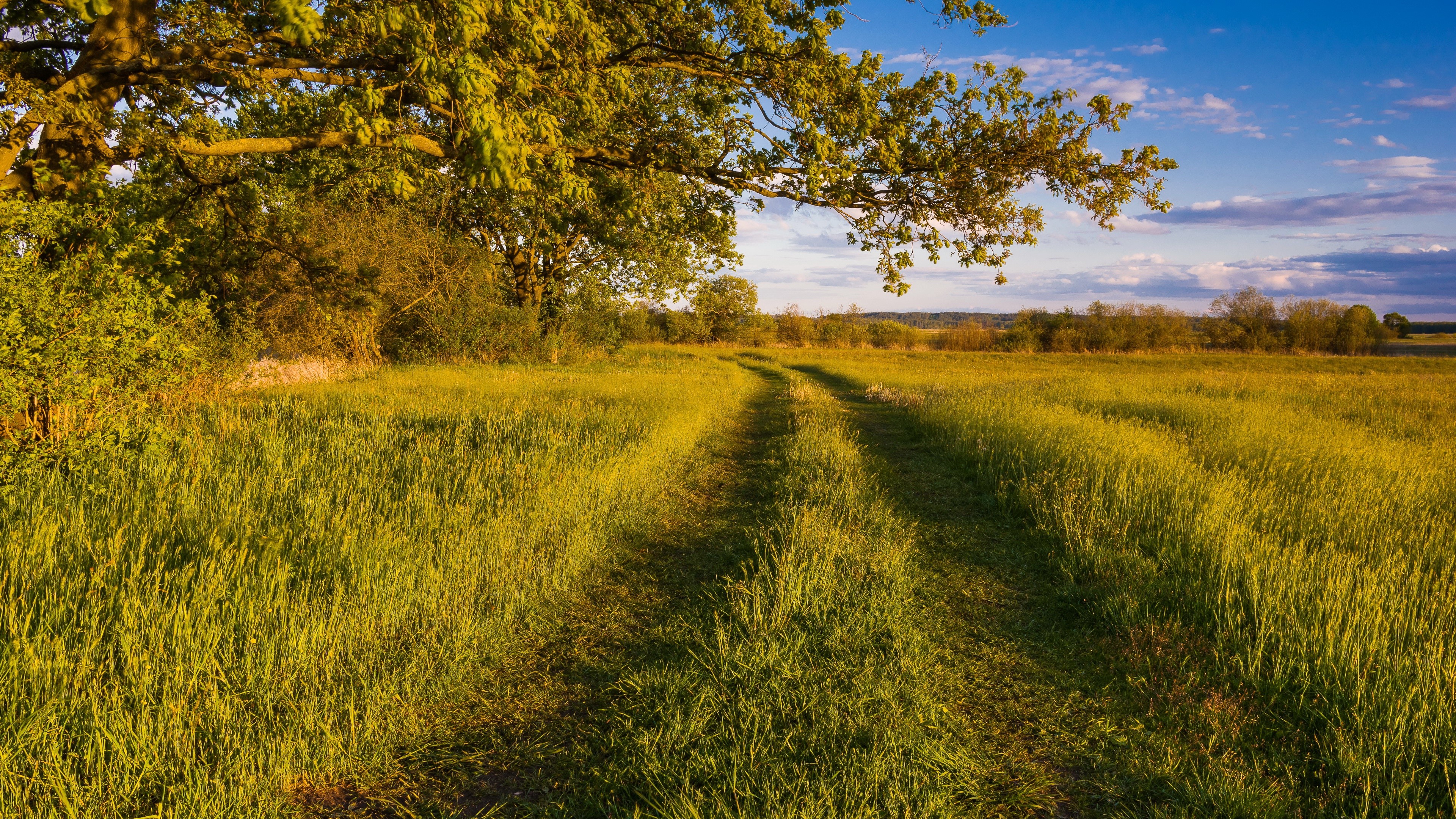 4K Summer Field with Tree Branches and Road HD Wallpaper