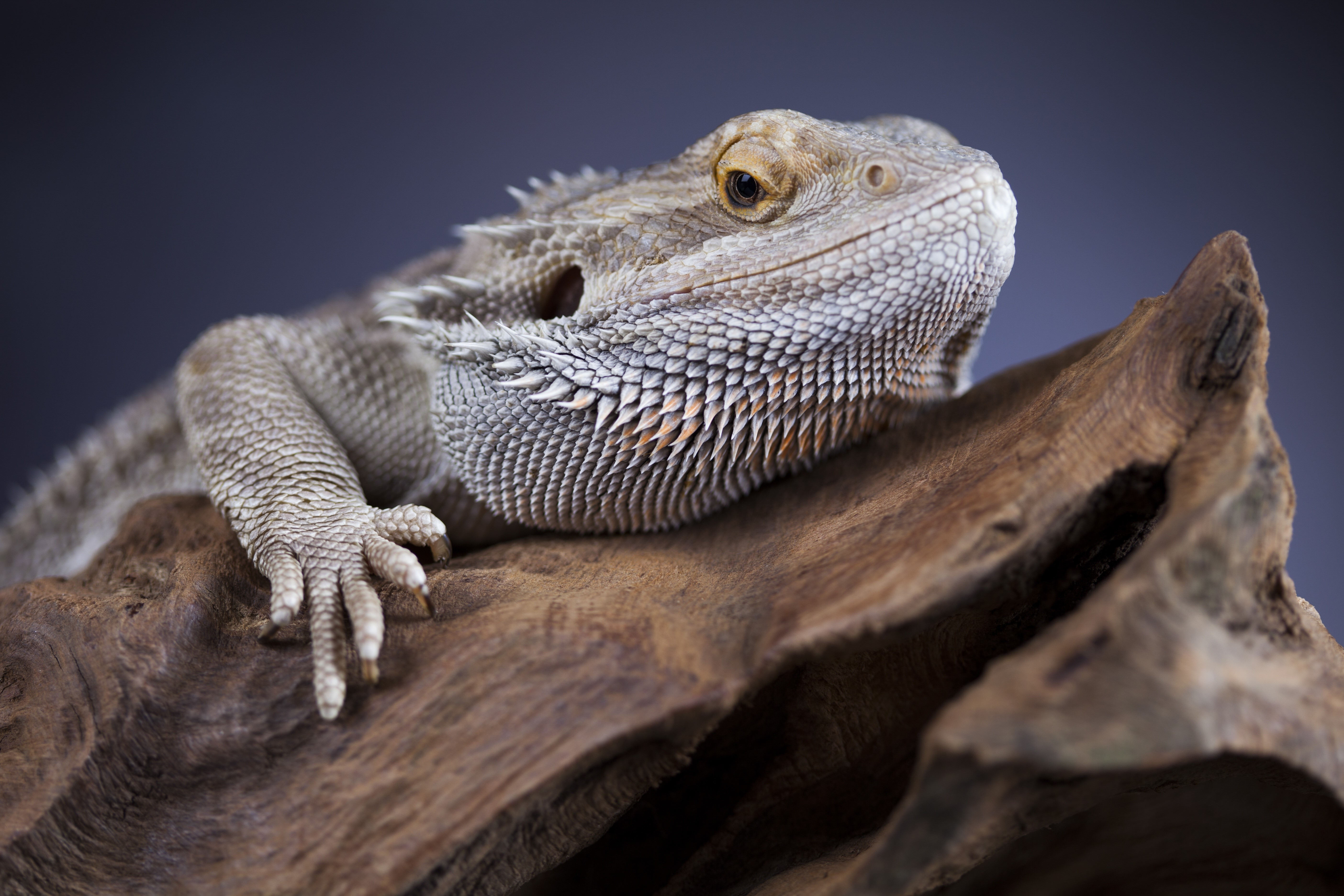 Bearded Dragon Lizard on Wood HD Wallpaper