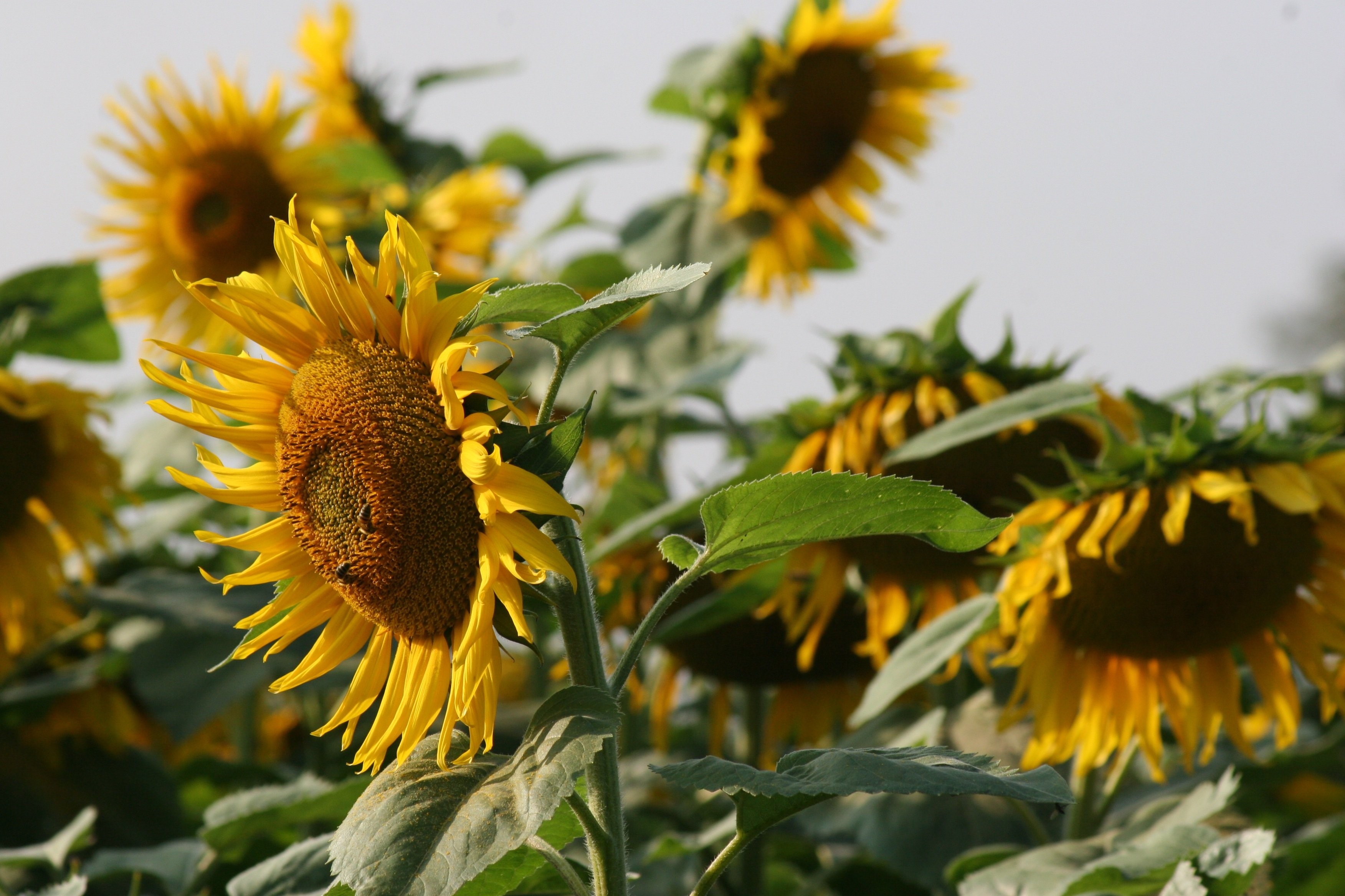 Field of sunflowers with bokeh effect HD Wallpaper