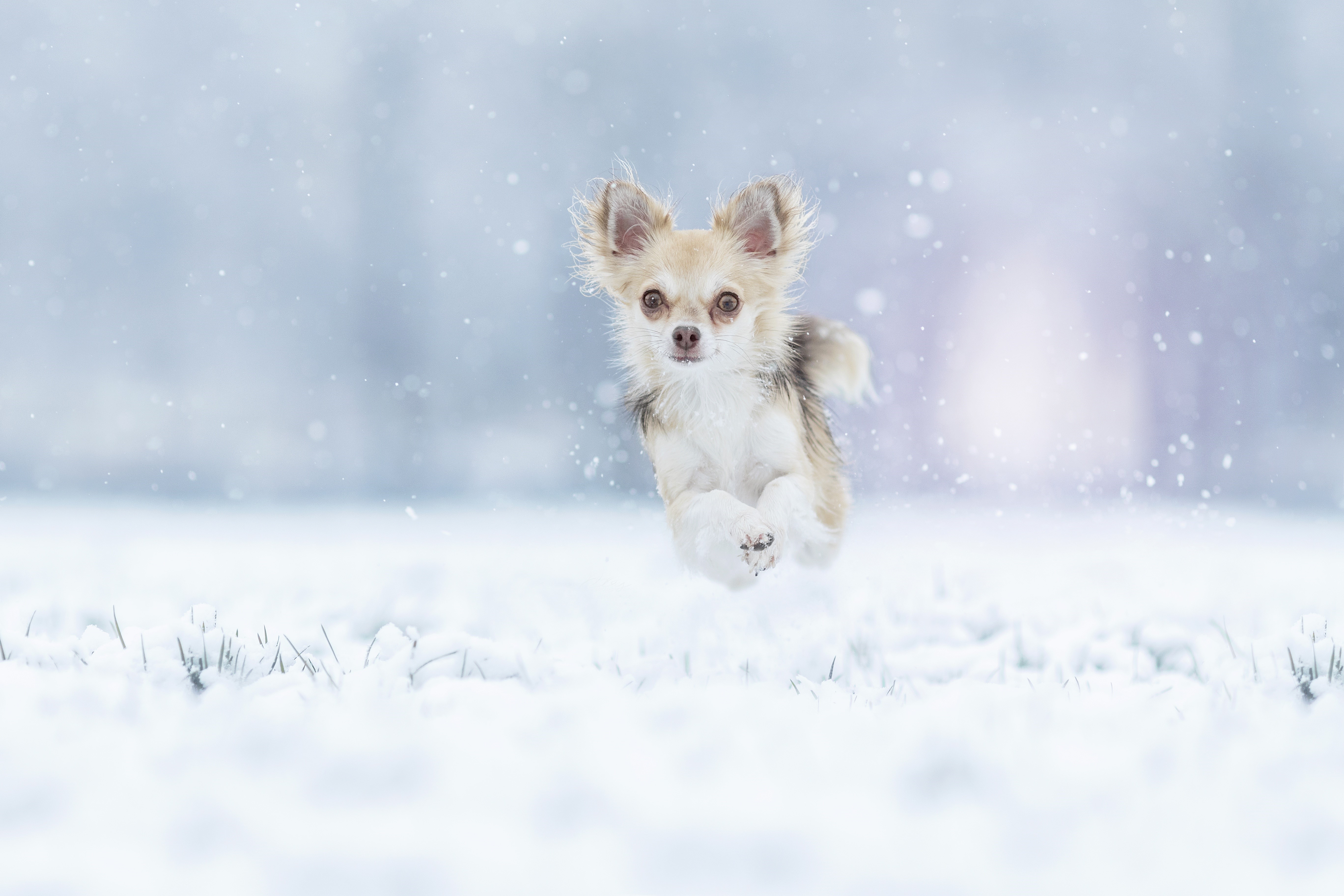 Chihuahua running and jumping in the snow HD Wallpaper
