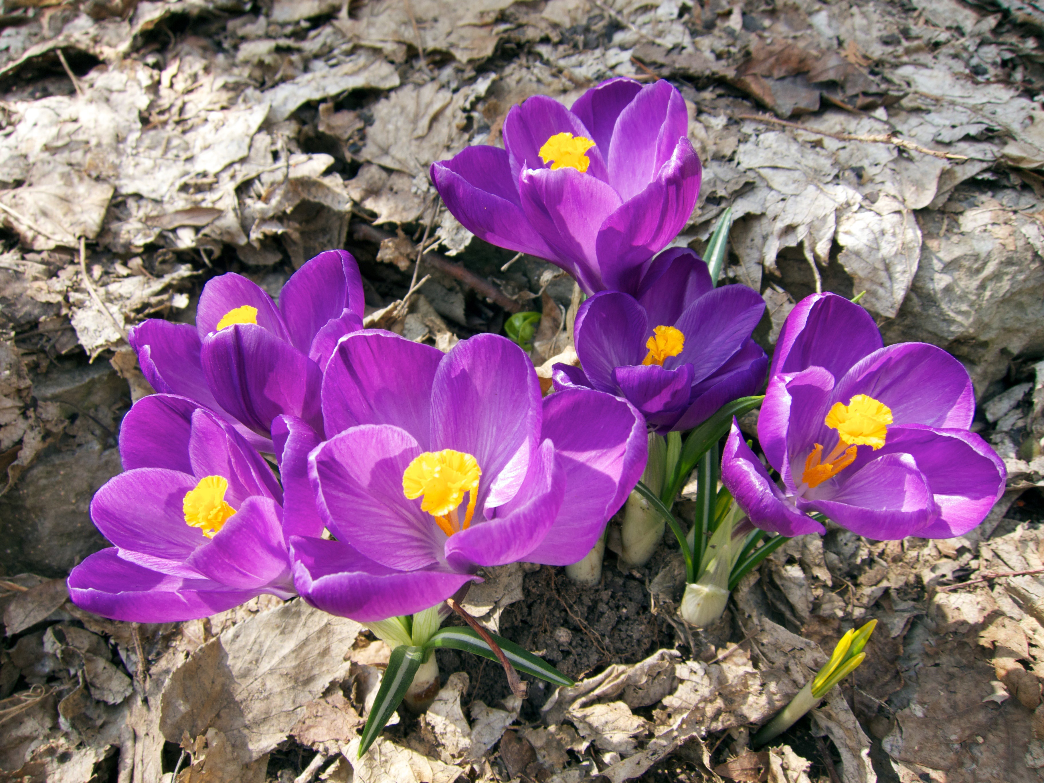 Purple Crocuses Blooming Among Dry Leaves HD Wallpaper