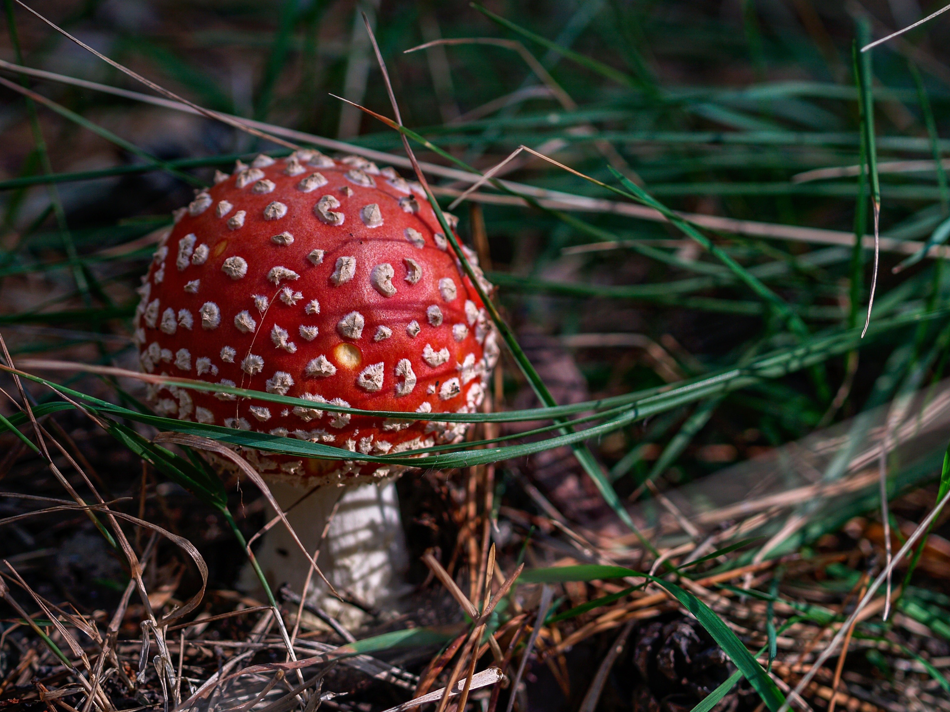 Amanita muscaria mushroom in grass HD Wallpaper