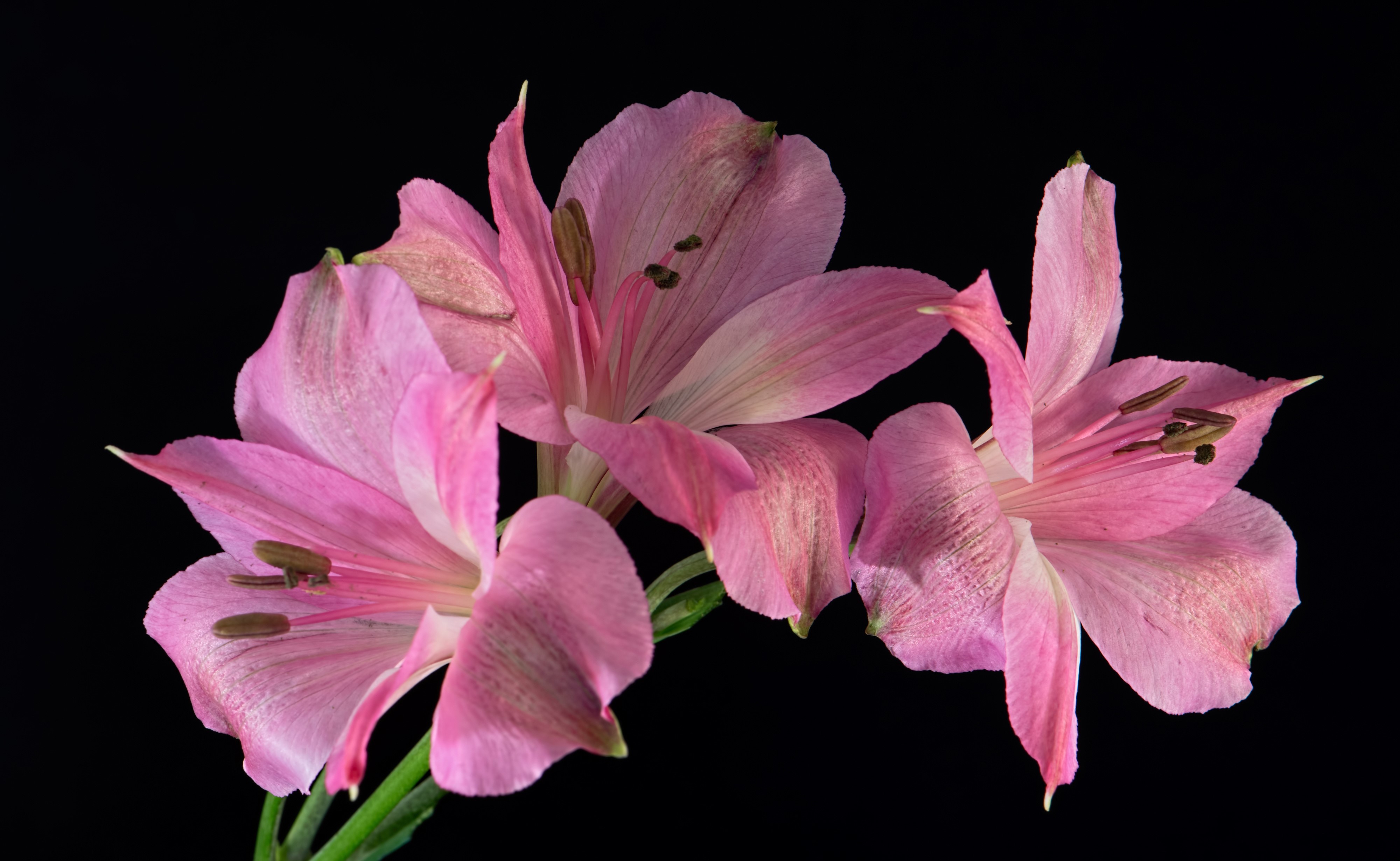 4K Pink Alstroemeria Flowers on Black Background HD Wallpaper
