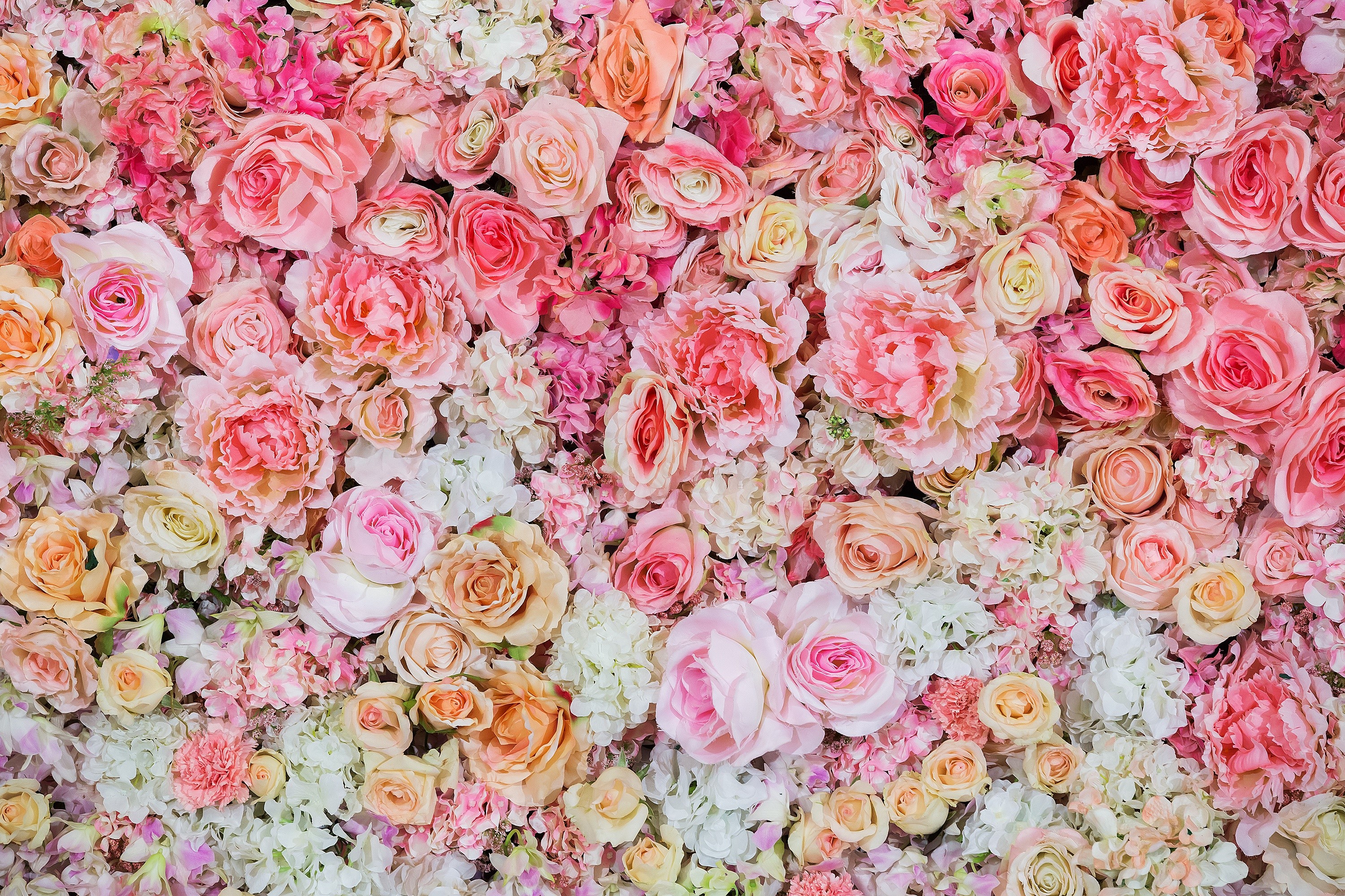 A wall of pink and peach roses and peonies HD Wallpaper