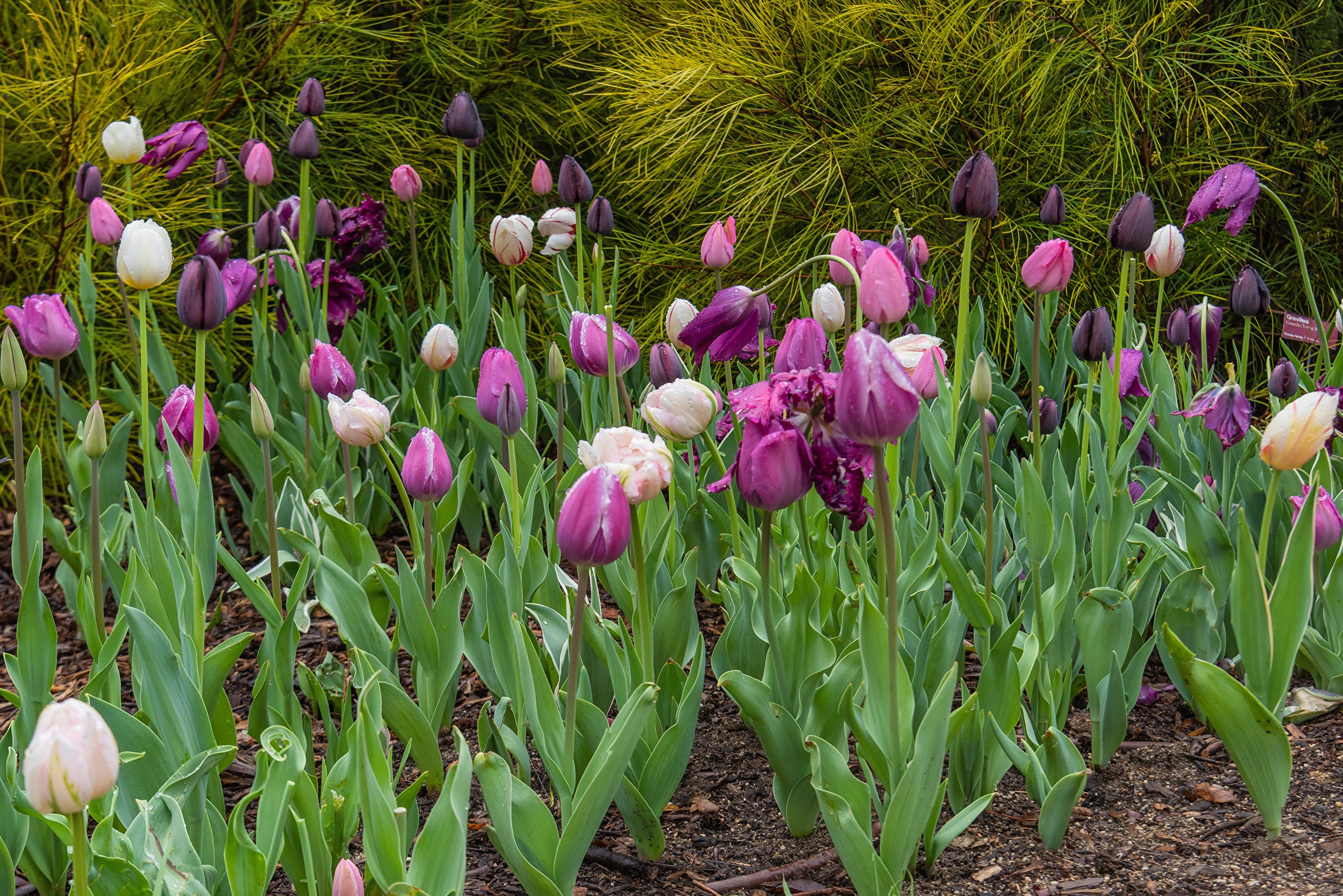 Purple and white tulips in a garden HD Wallpaper