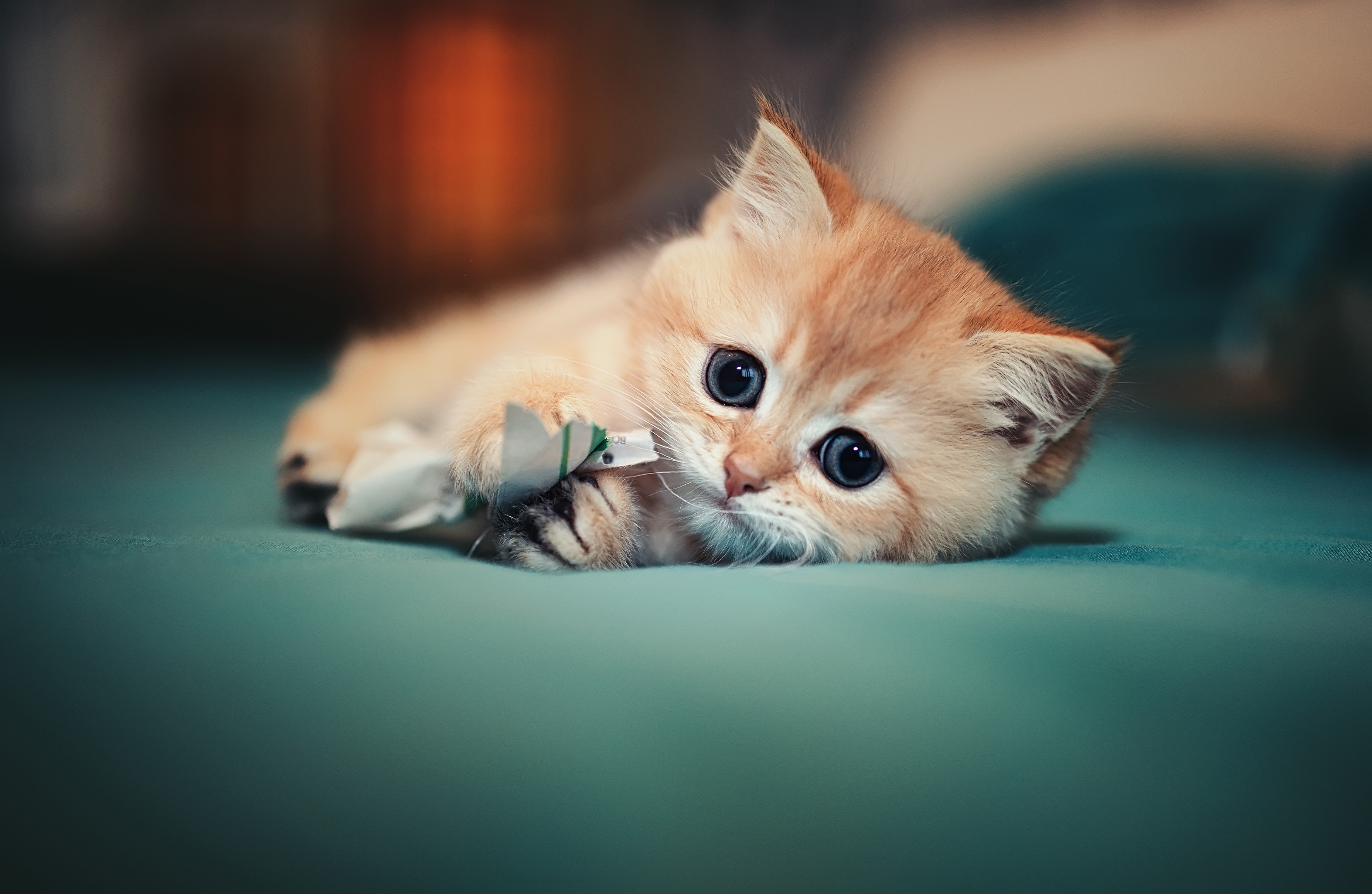 Cute ginger kitten playing with paper HD Wallpaper