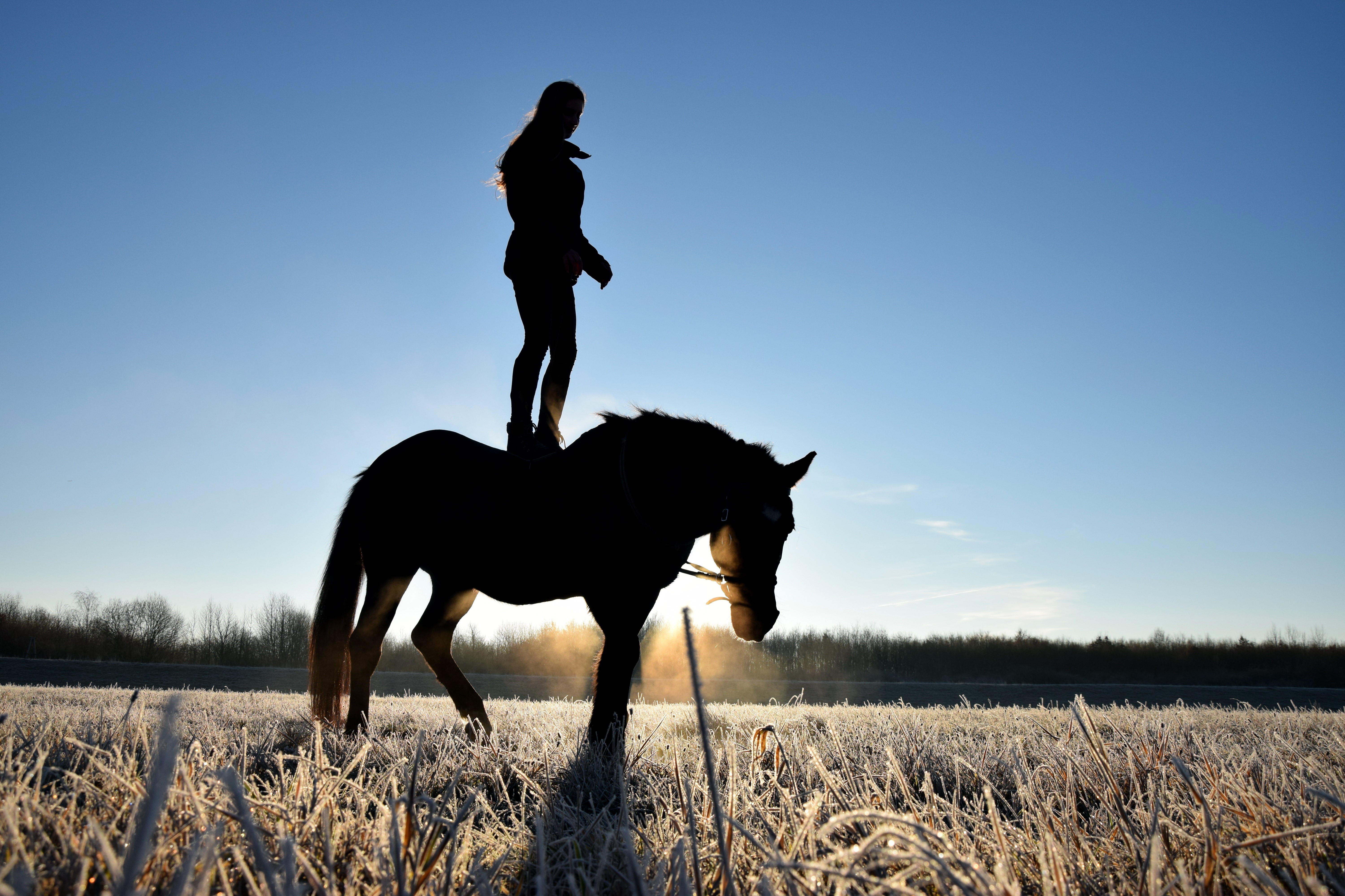 Silhouette of a person standing on a horse at sunrise HD Wallpaper