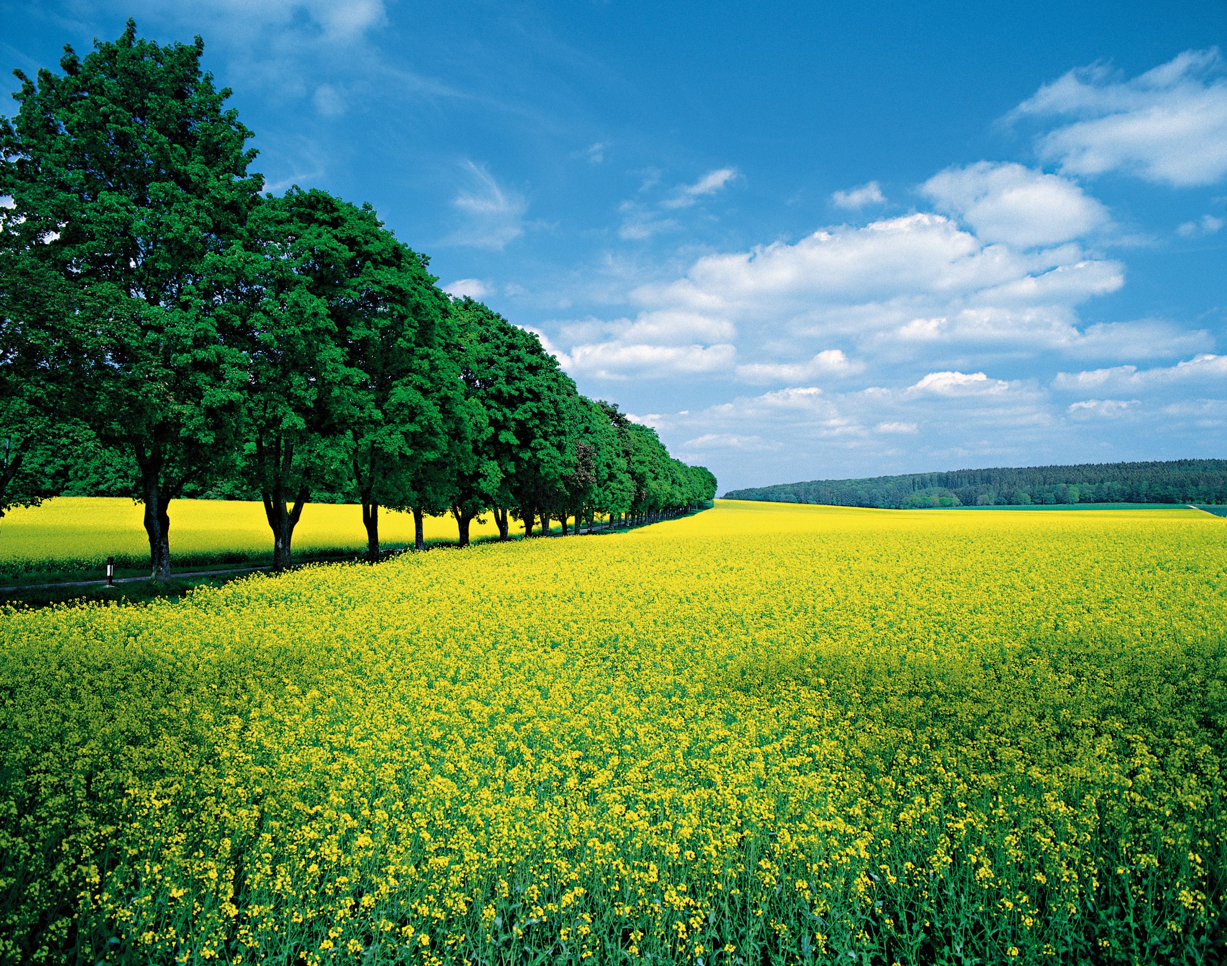 A row of trees bordering a field of yellow rapeseed flowers HD Wallpaper