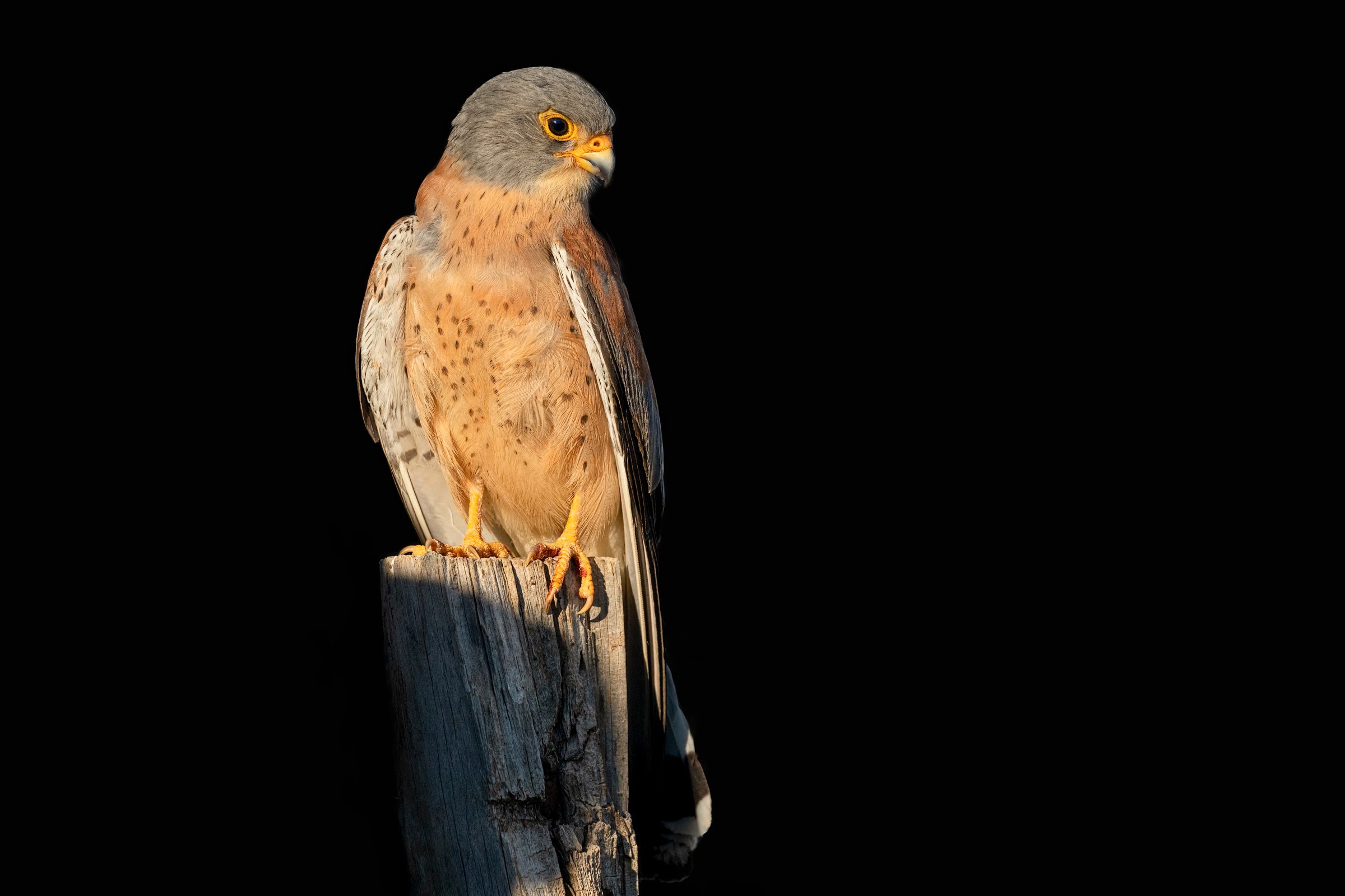 Lesser kestrel perched on a wooden post HD Wallpaper