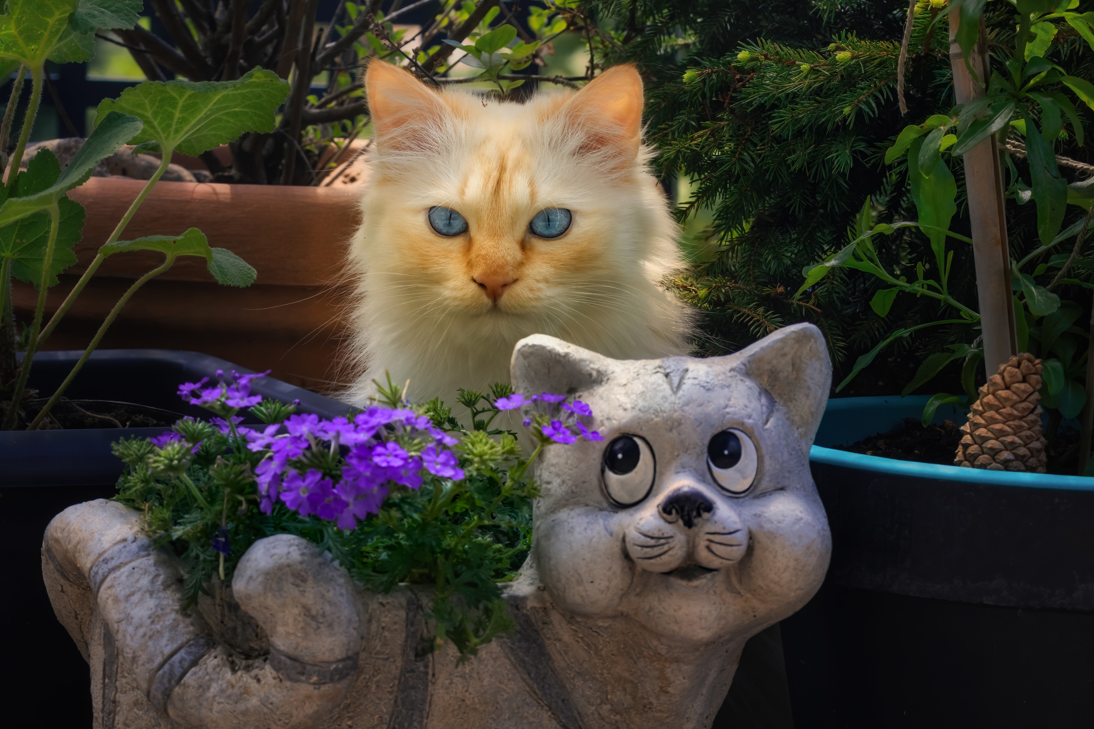 Cream colored cat with blue eyes behind purple flowers and a cat statue HD Wallpaper