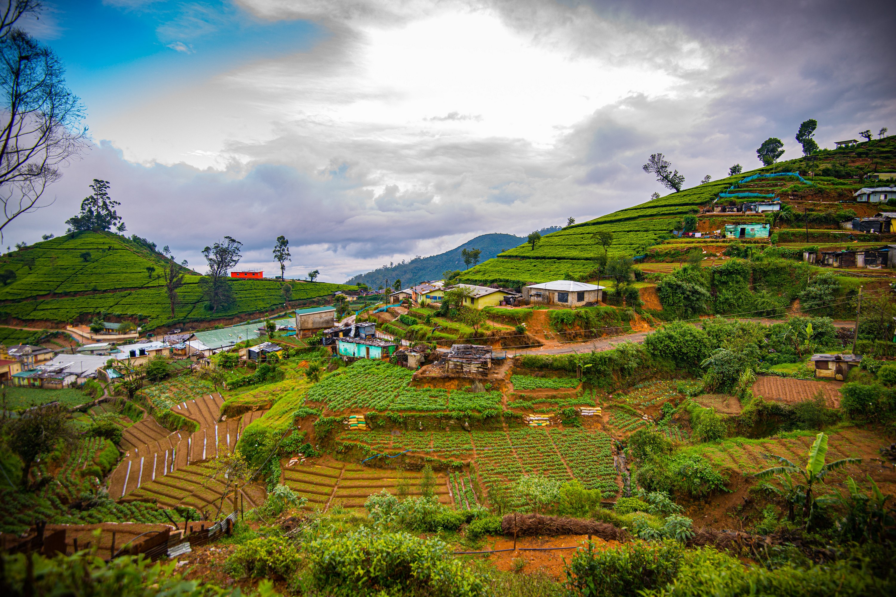 Tea plantations and village in Nuwara Eliya, Sri Lanka HD Wallpaper